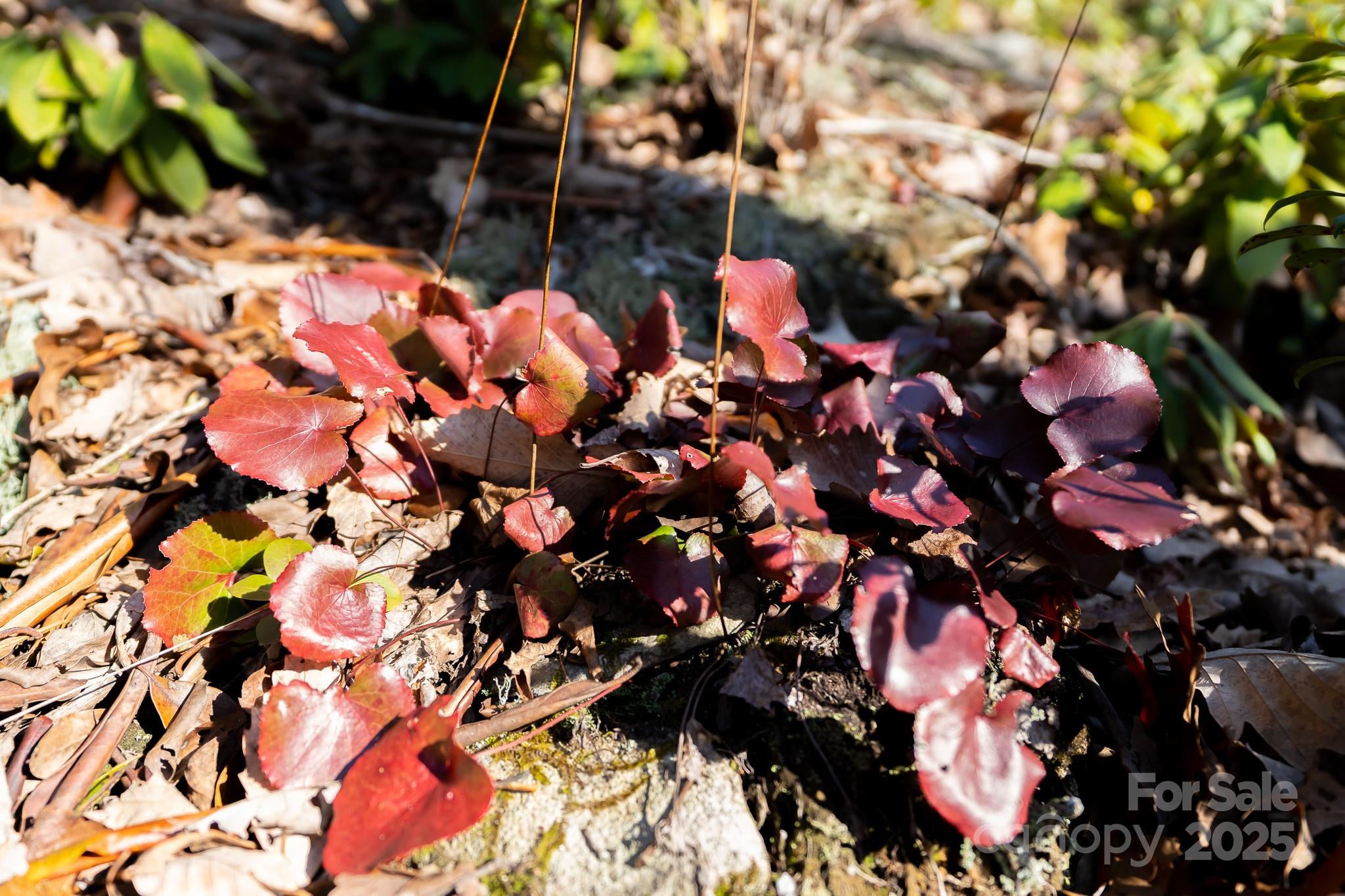 Fairview Forest - Land