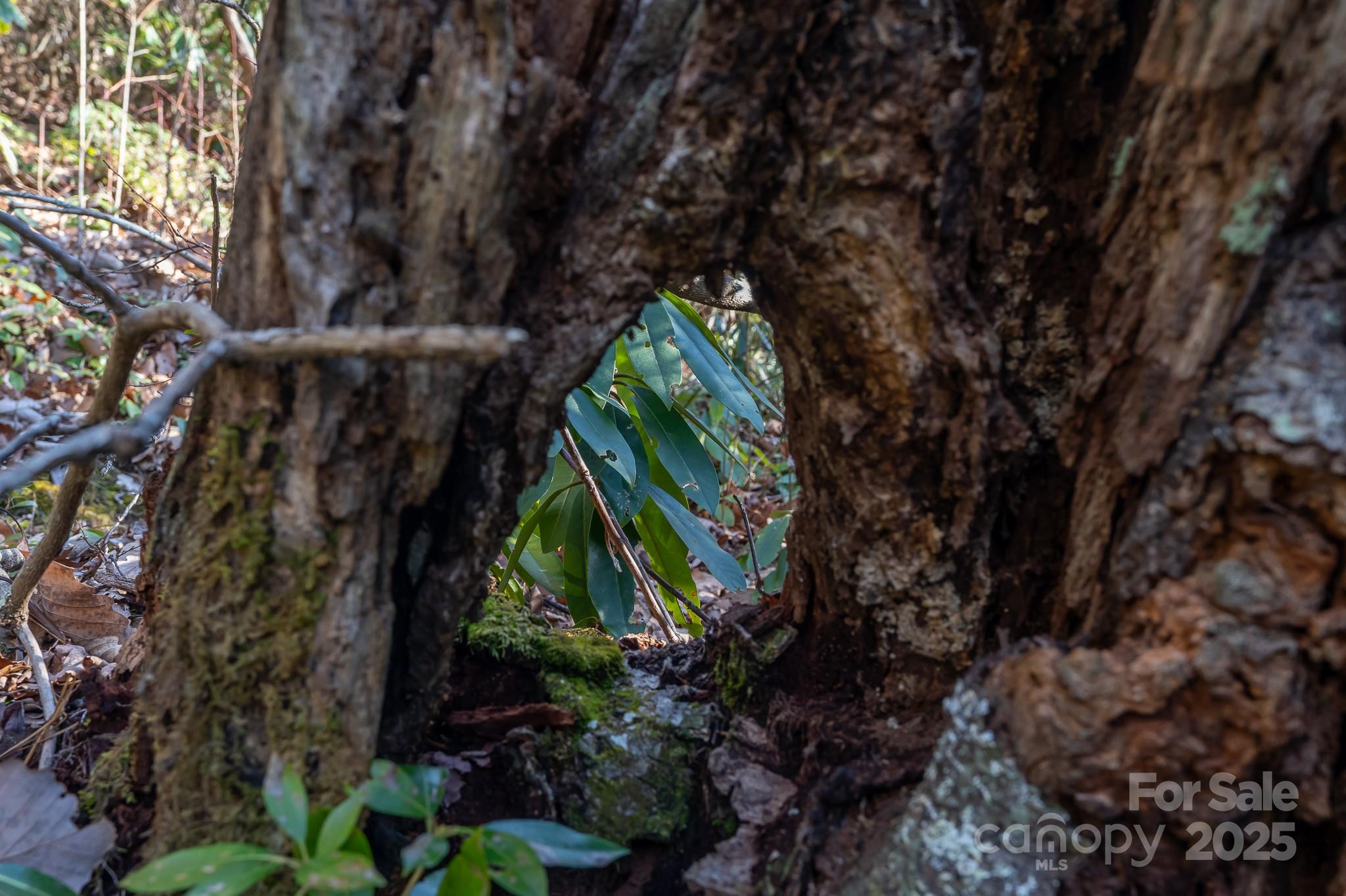 Fairview Forest - Land