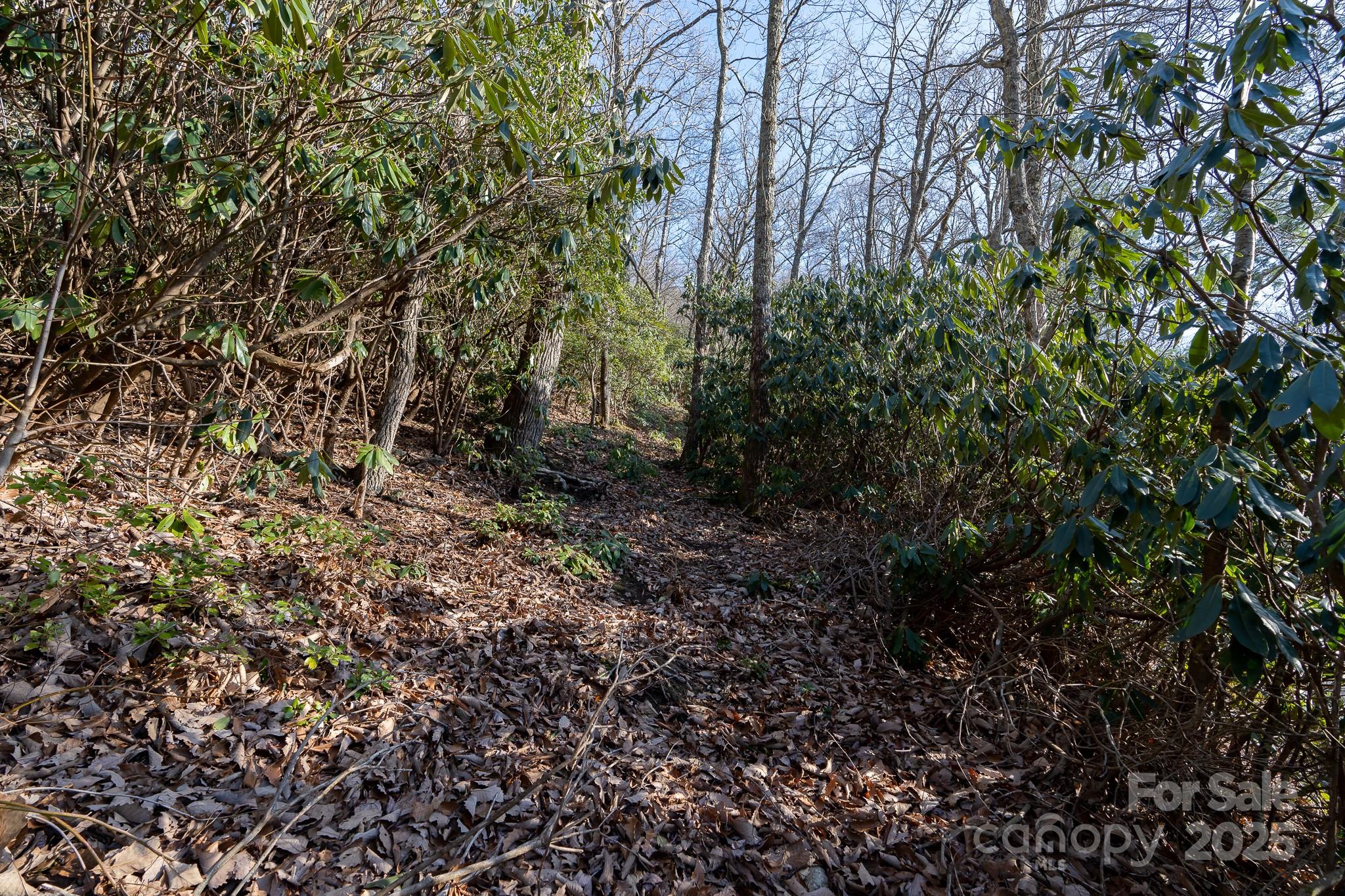 Fairview Forest - Land