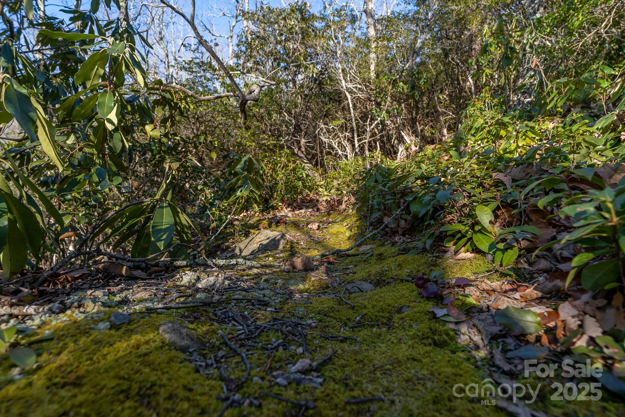 Fairview Forest - Land