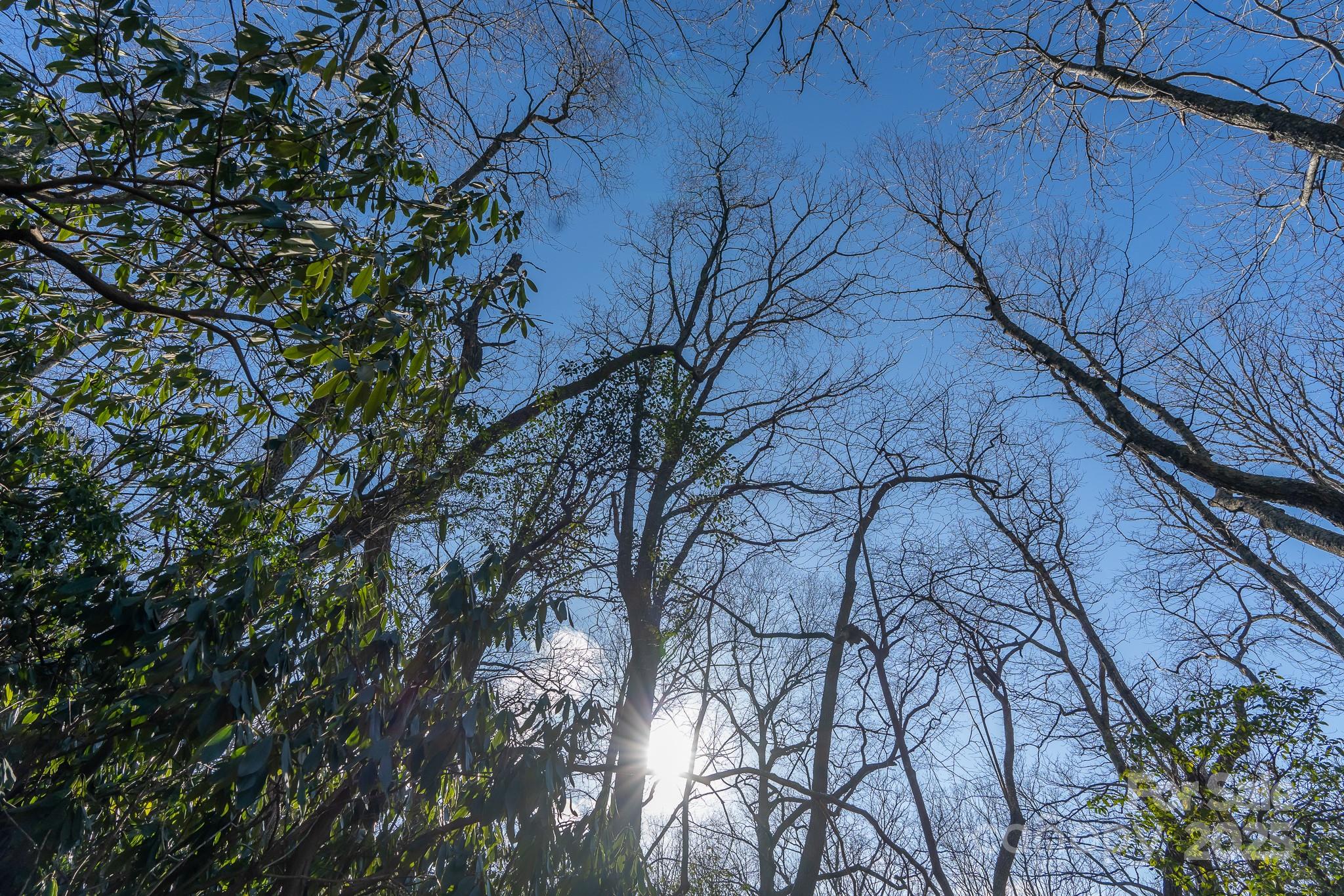 Fairview Forest - Land