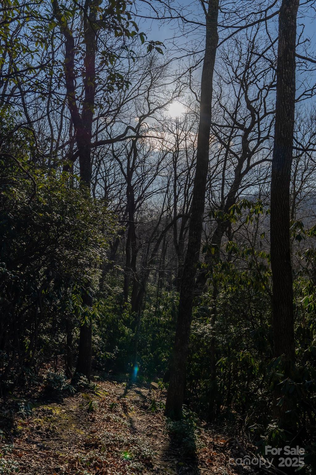 Fairview Forest - Land