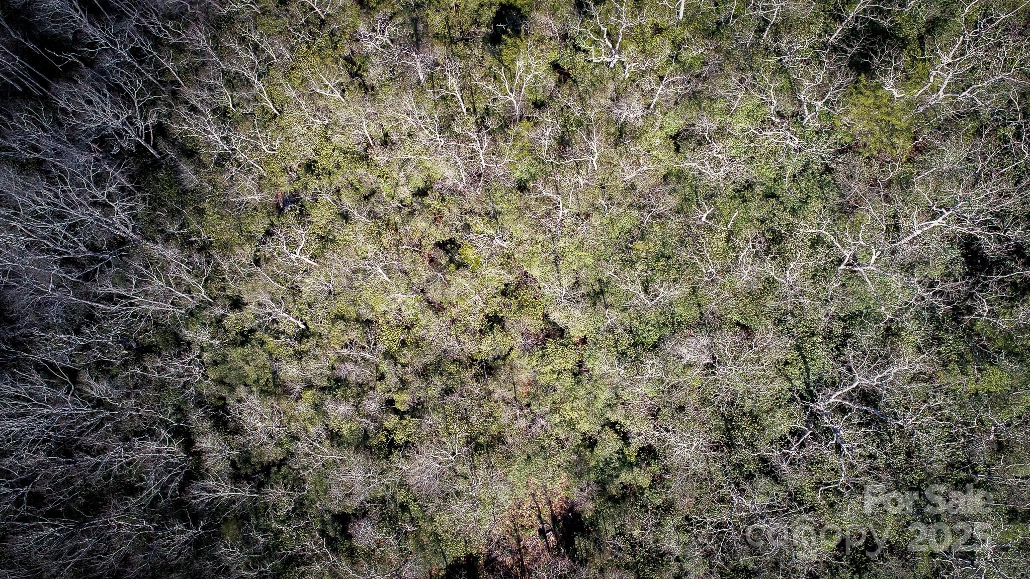 Fairview Forest - Land