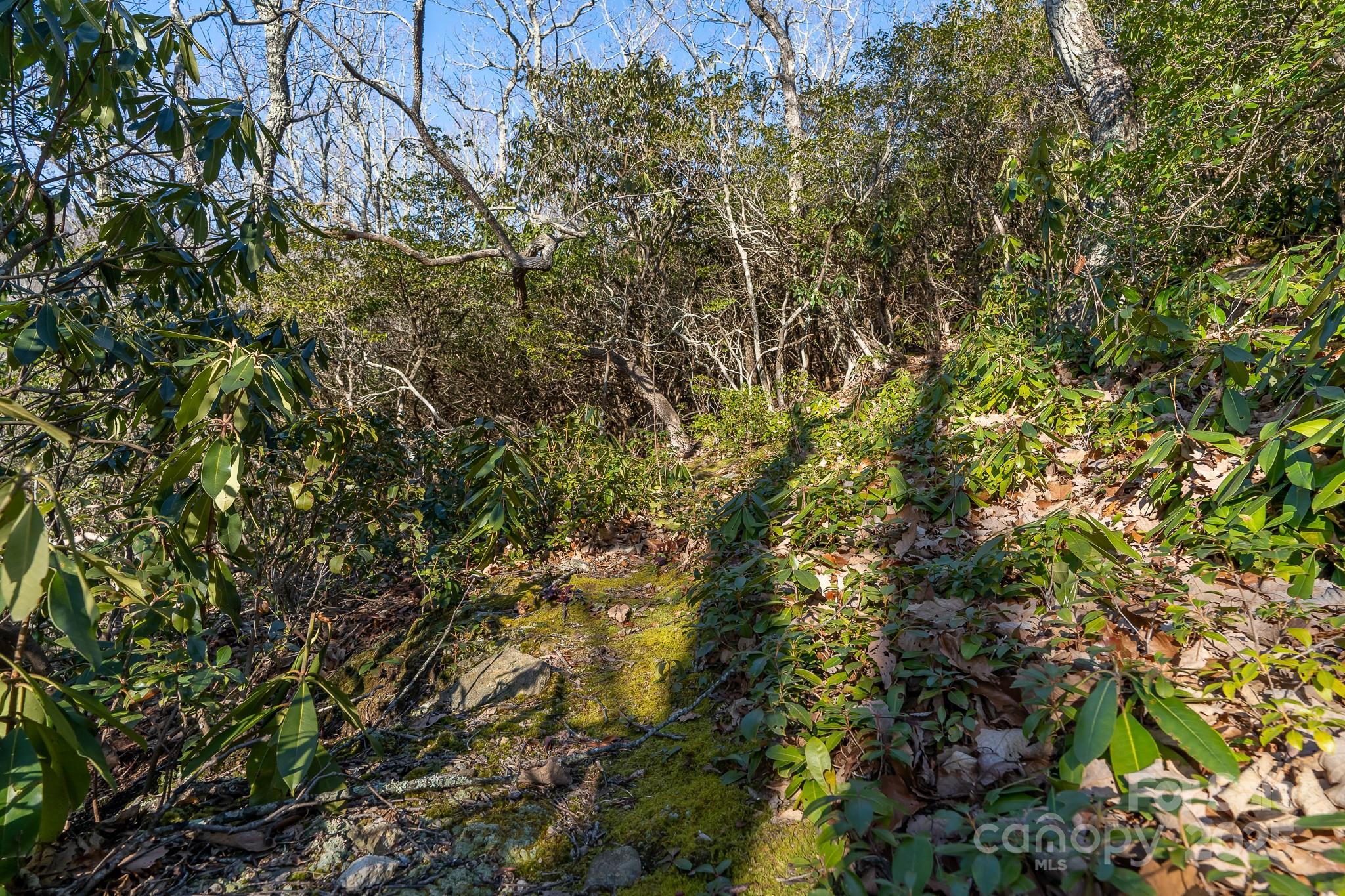 Fairview Forest - Land