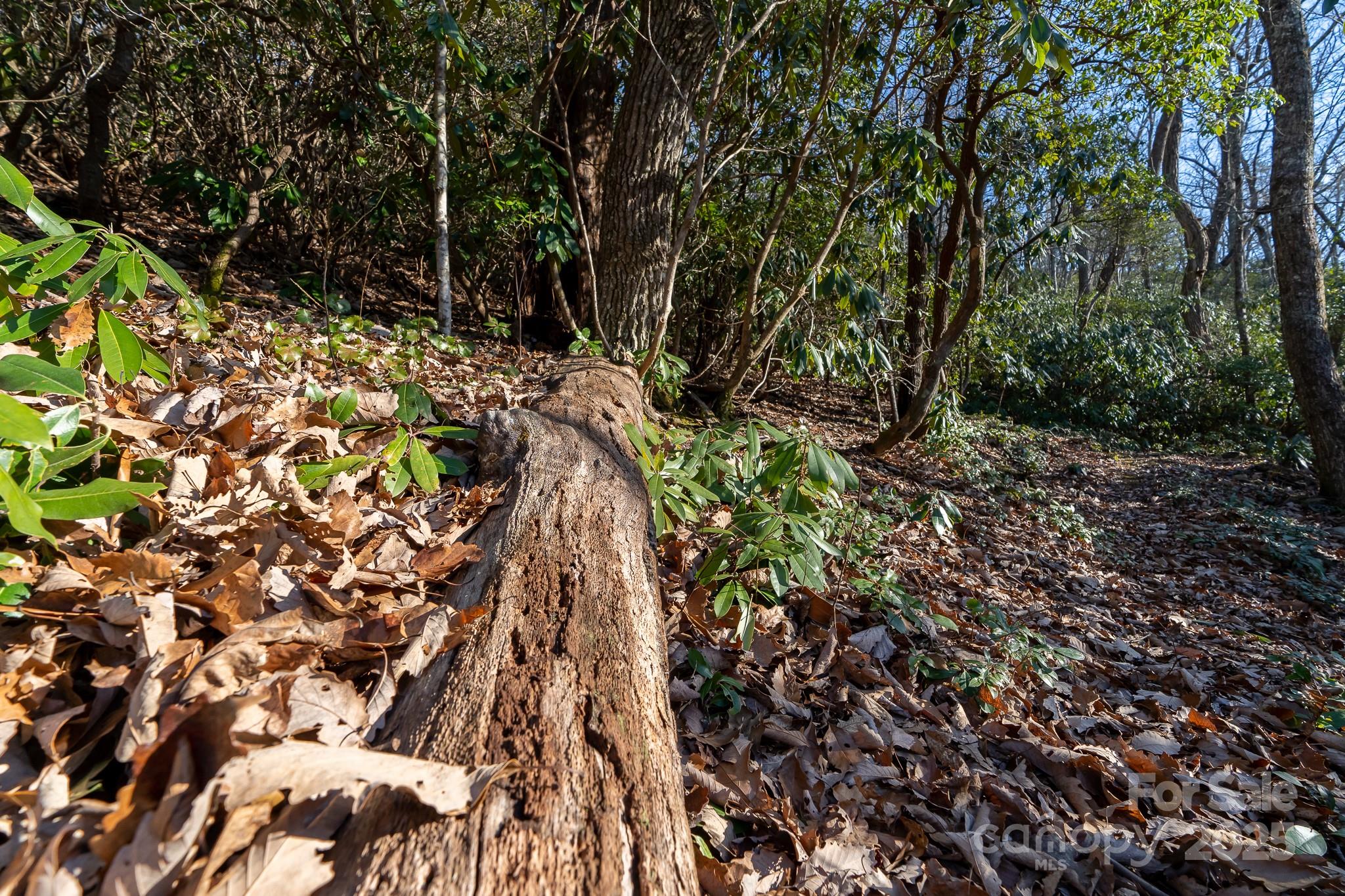 Fairview Forest - Land