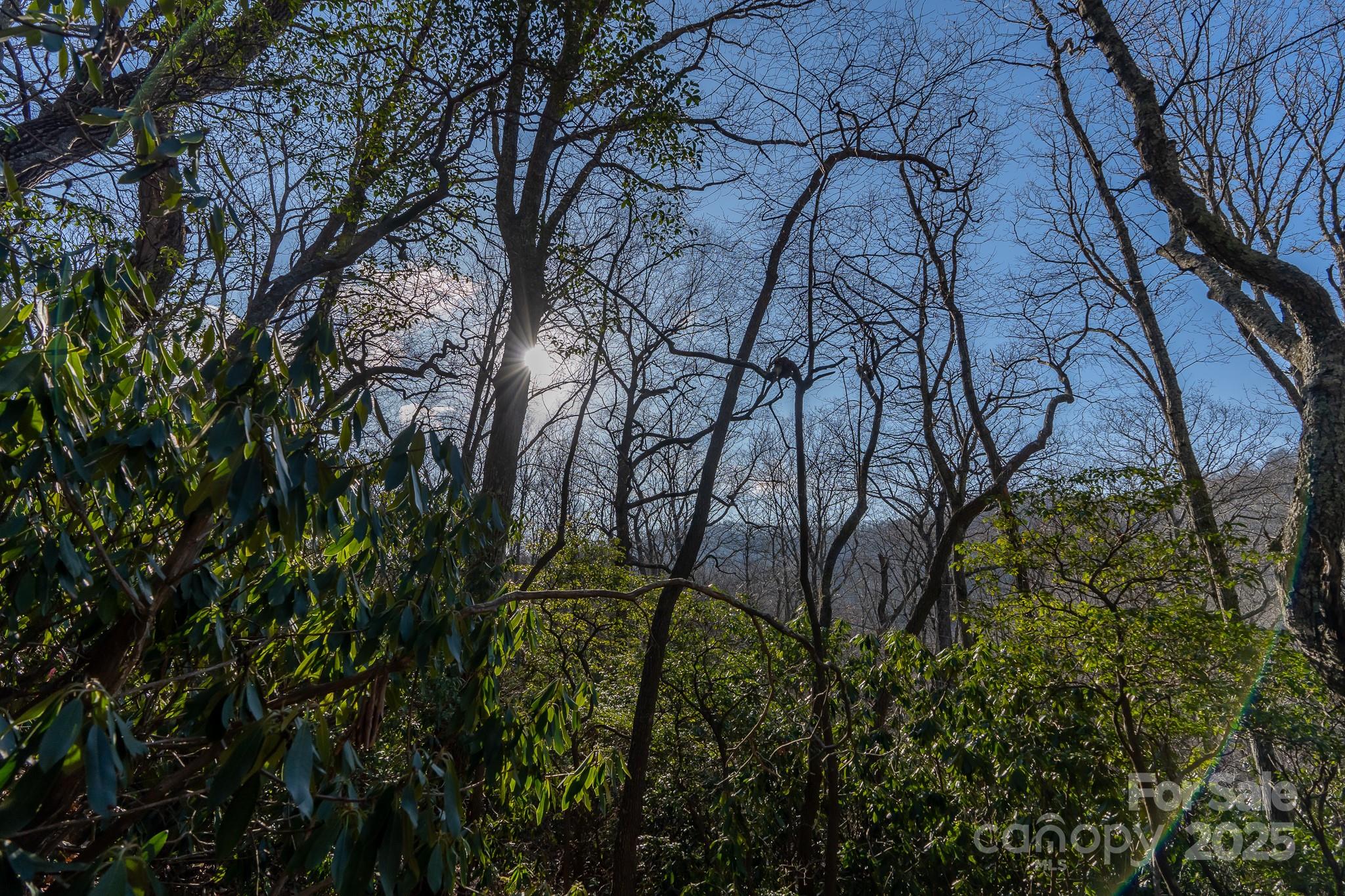 Fairview Forest - Land