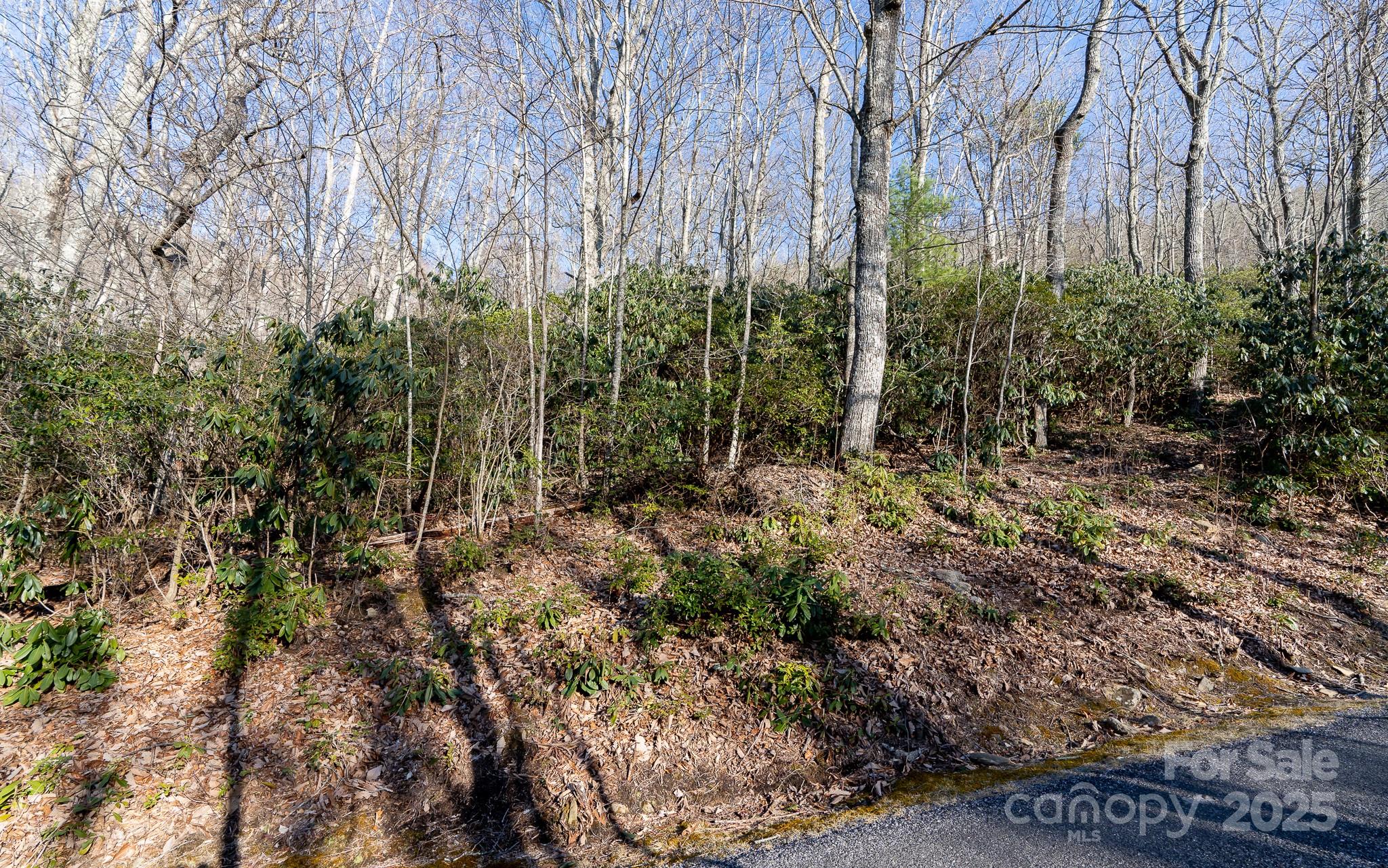 Fairview Forest - Land