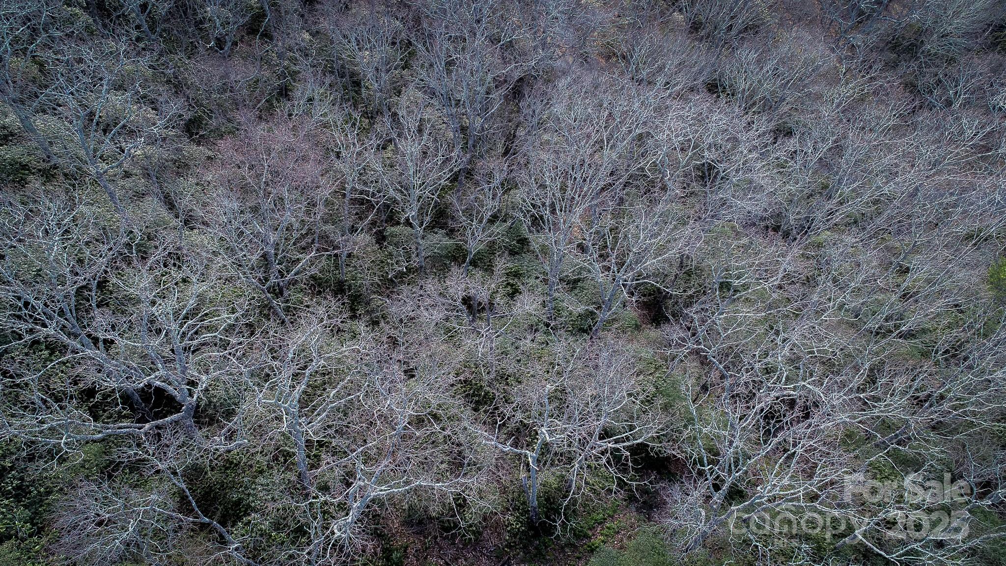 Fairview Forest - Land