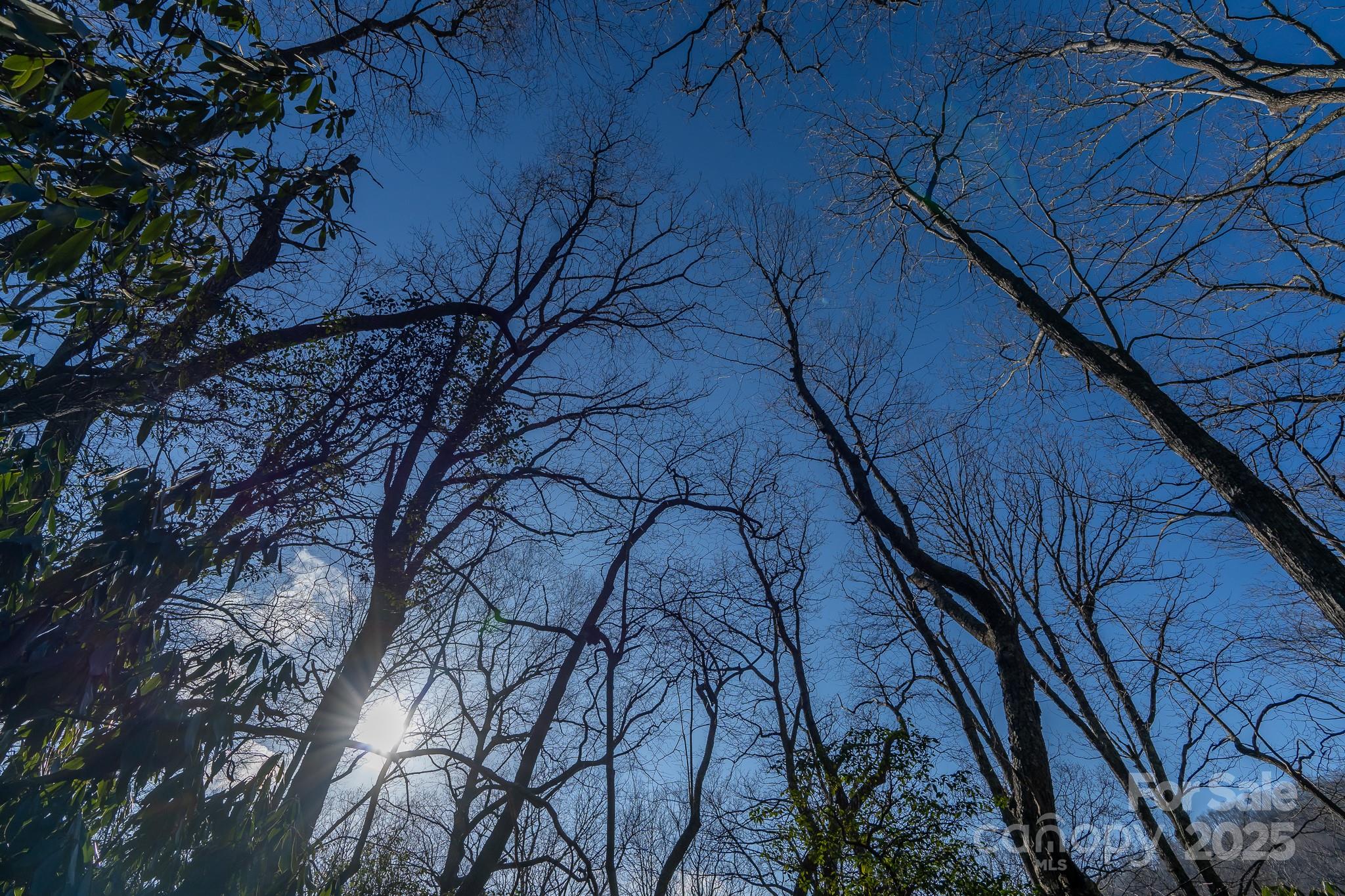 Fairview Forest - Land