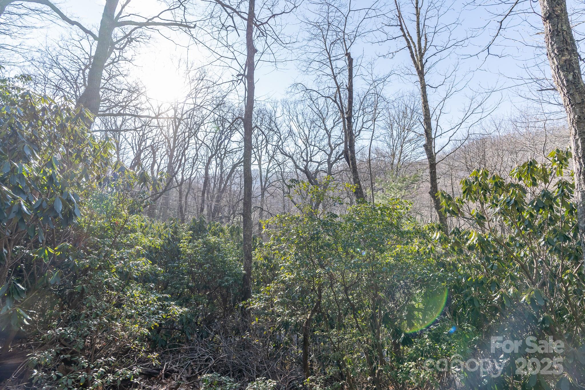 Fairview Forest - Land