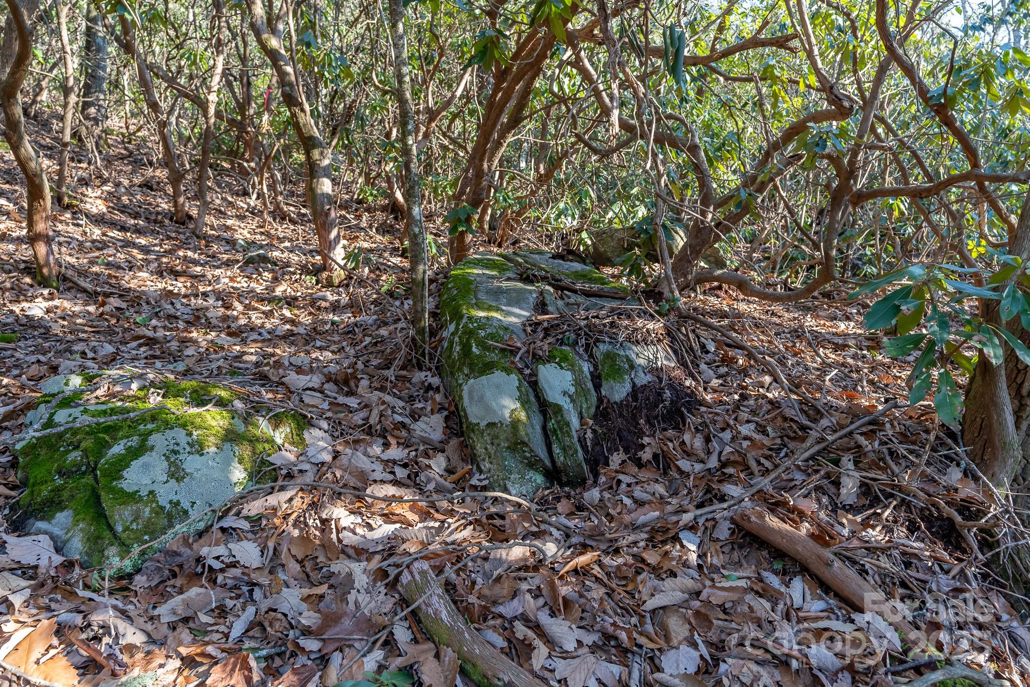 Fairview Forest - Land