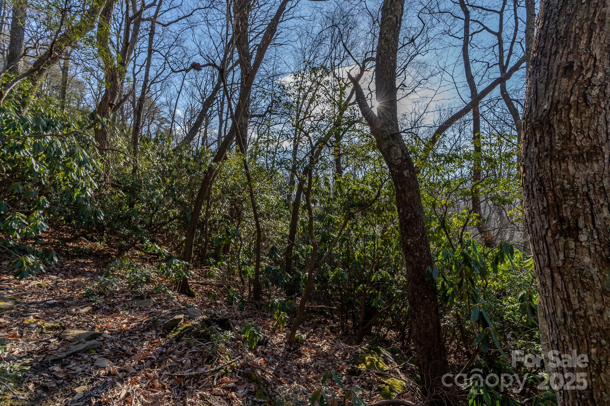 Fairview Forest - Land