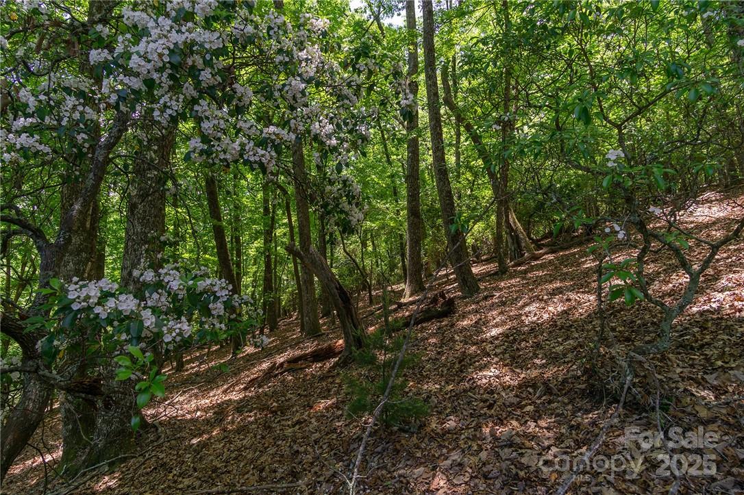 Homestead at Mills River - Land