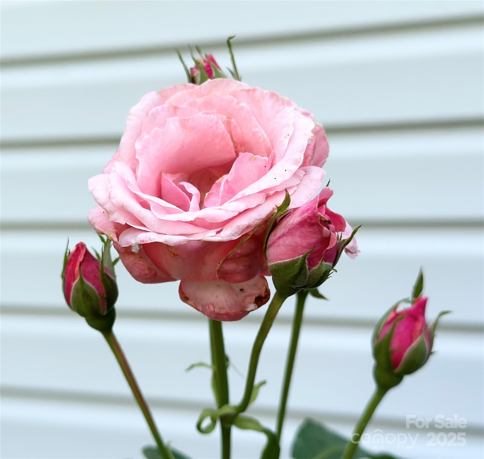 Granite Falls, North Carolina 28630, United States, 3 Bedrooms Bedrooms, ,3 BathroomsBathrooms,Residential,Active,154186