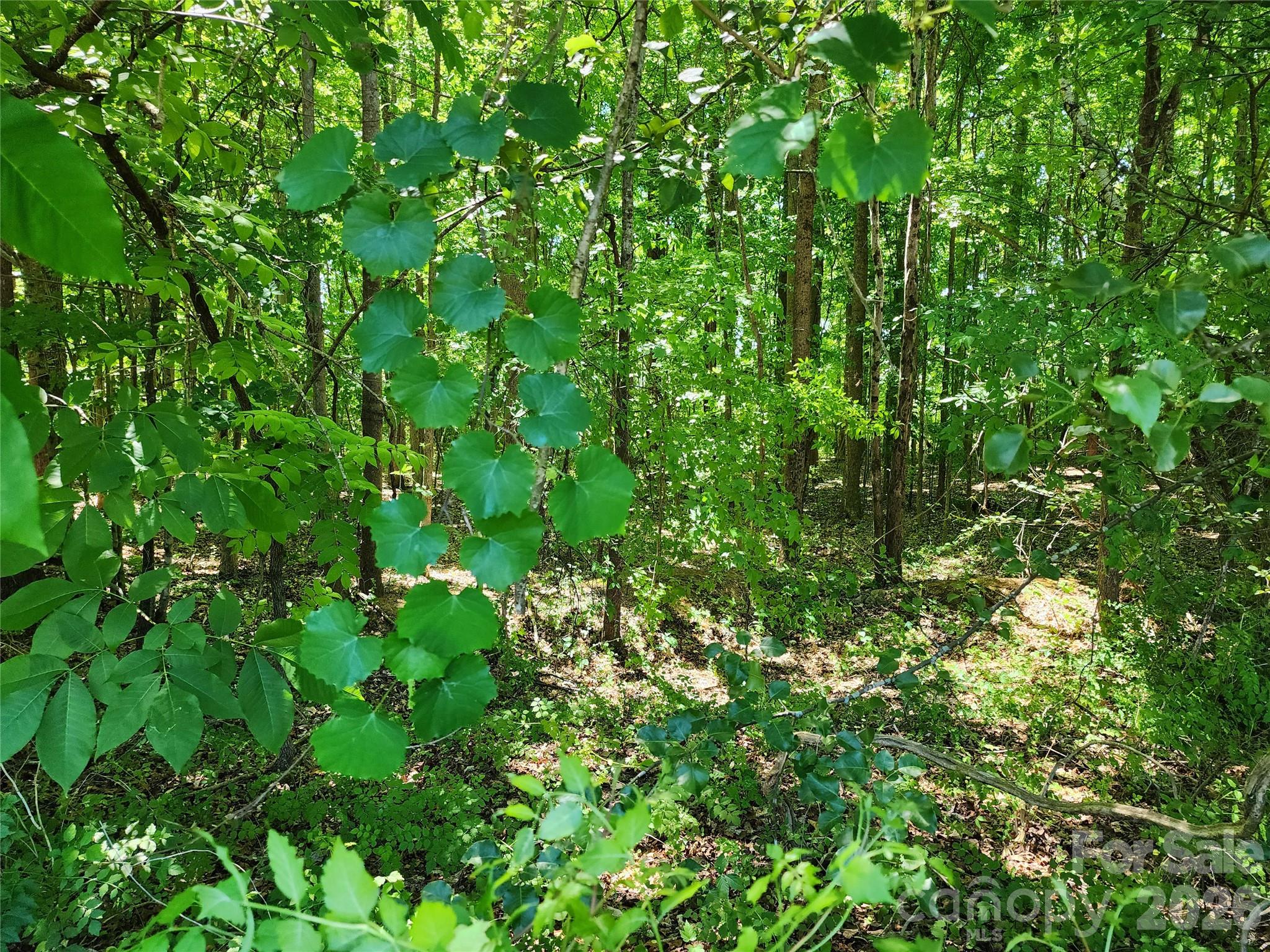 Deer Brook - Land