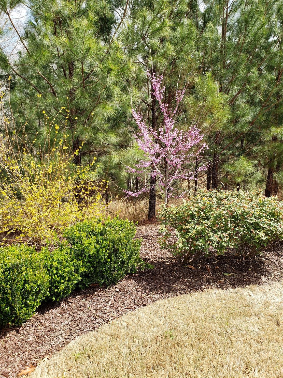 Tree Tops - Residential
