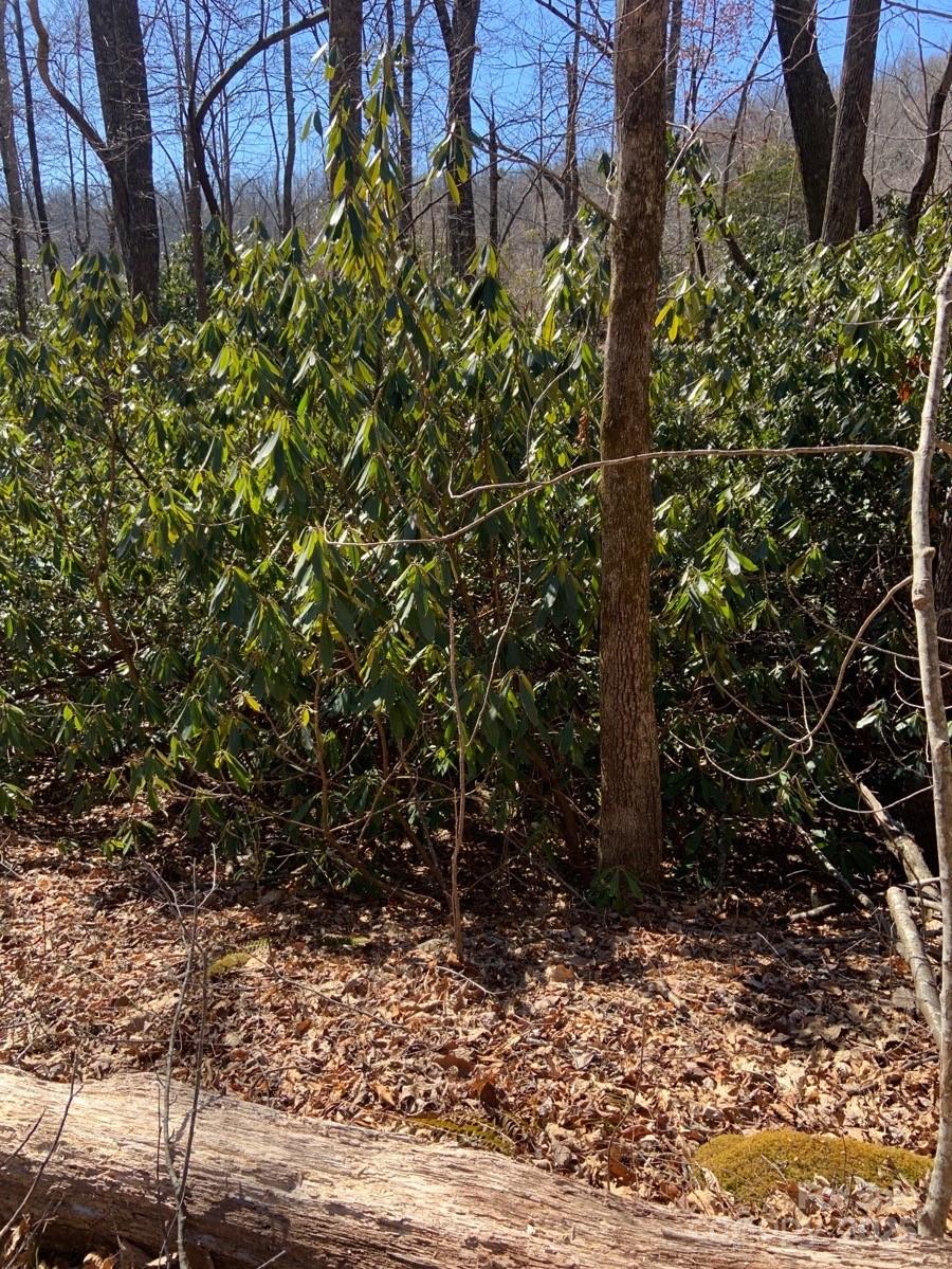 Grey Rock at Lake Lure - Land