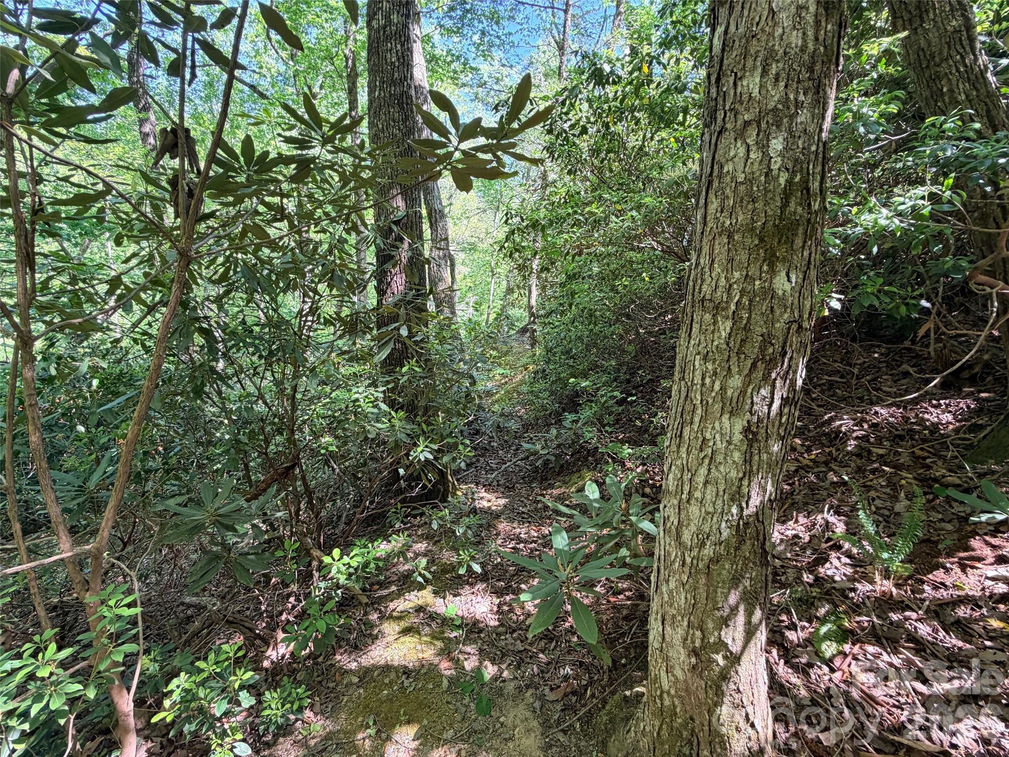 Rumbling Bald on Lake Lure - Land