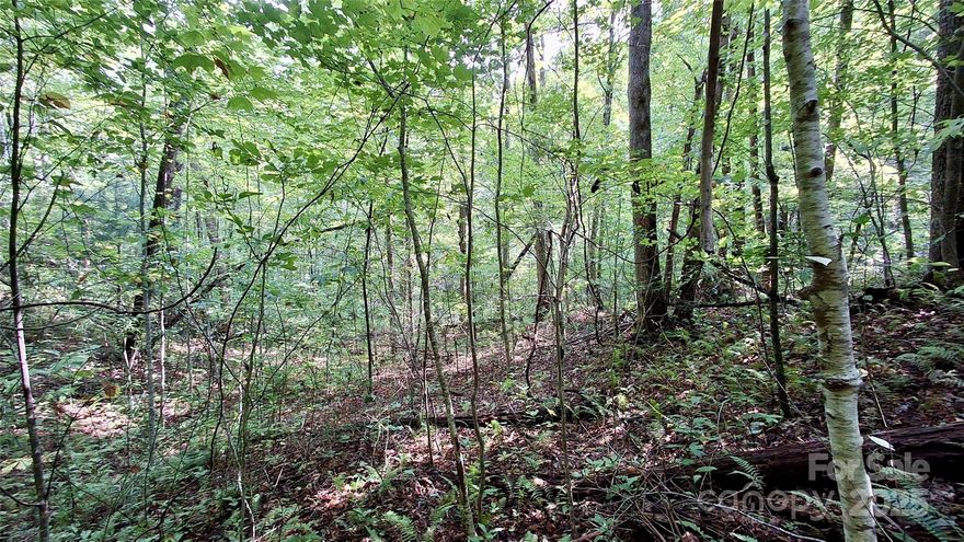 Imagine waking up to the tranquility of your own private forest, with thousands of acres of United States Forest Service land as your backyard. This stunning 3.21-acre tract offers a rare opportunity to own a peaceful retreat where you can truly connect with the outdoors. A perfect knoll provides an ideal, easy-to-access building spot, not far from the well-maintained gravel road of Cross Creek Circle. The property is a natural haven, filled with an abundance of diverse plant life, towering trees, and a small, bubbling stream. Whether you envision building a cozy cabin or a full-time residence (with a light 1,000 sq ft minimum), this land is a canvas for your dreams. With deeded spring water rights available and less than 1000 feet to a paved, state-maintained road, this is the perfect blend of seclusion and accessibility. Hike, camp, or simply find your quiet spot among the trees—the possibilities are endless. Come and experience this exceptional property and start living the life you've always dreamed of.