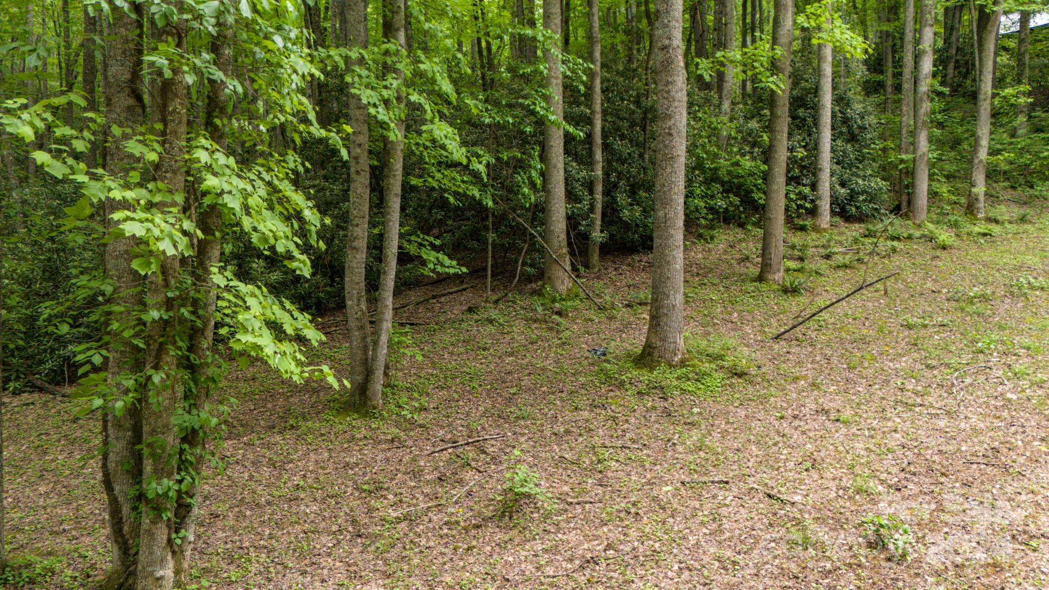 Treetops - Land