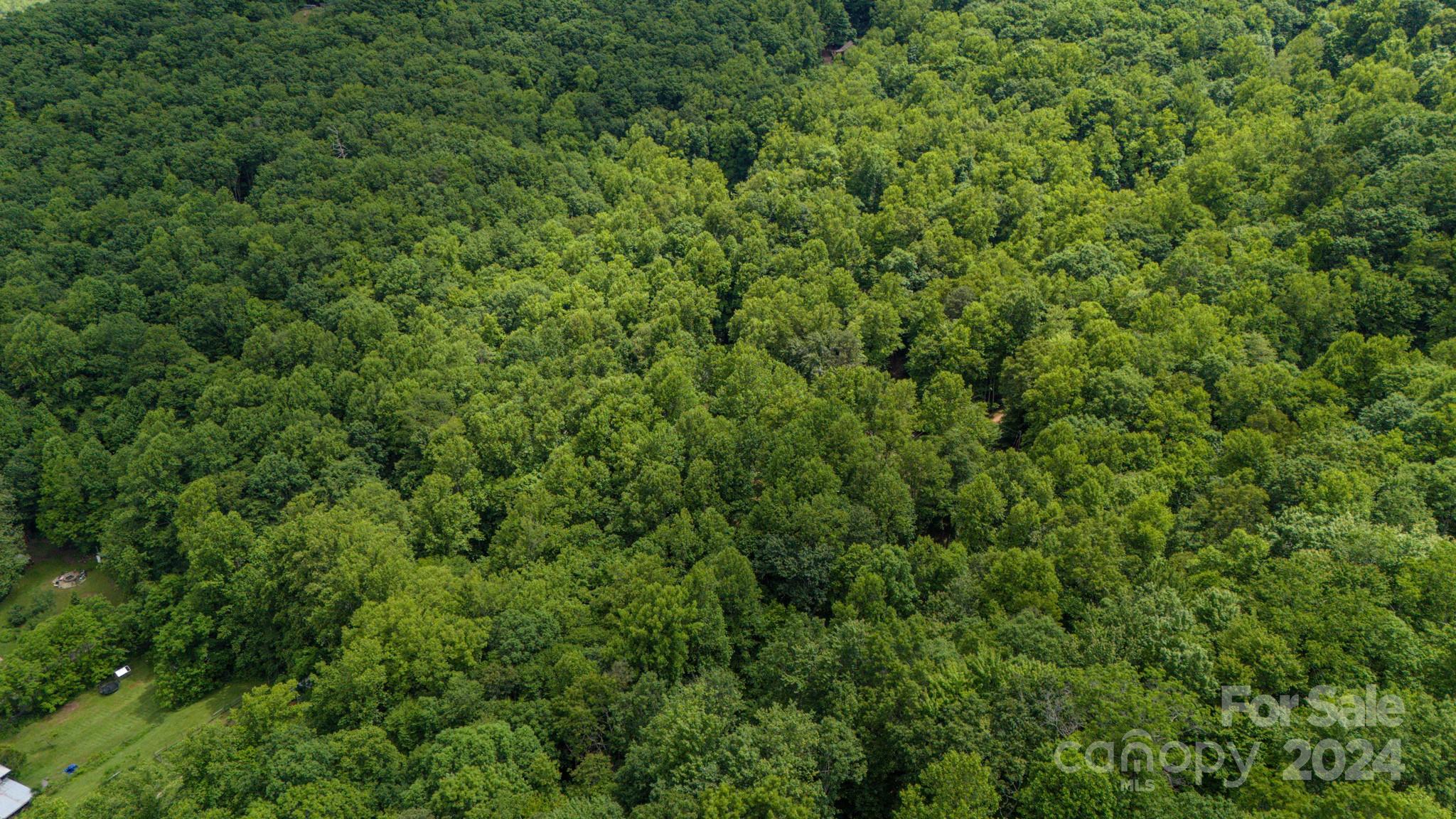 Treetops - Land
