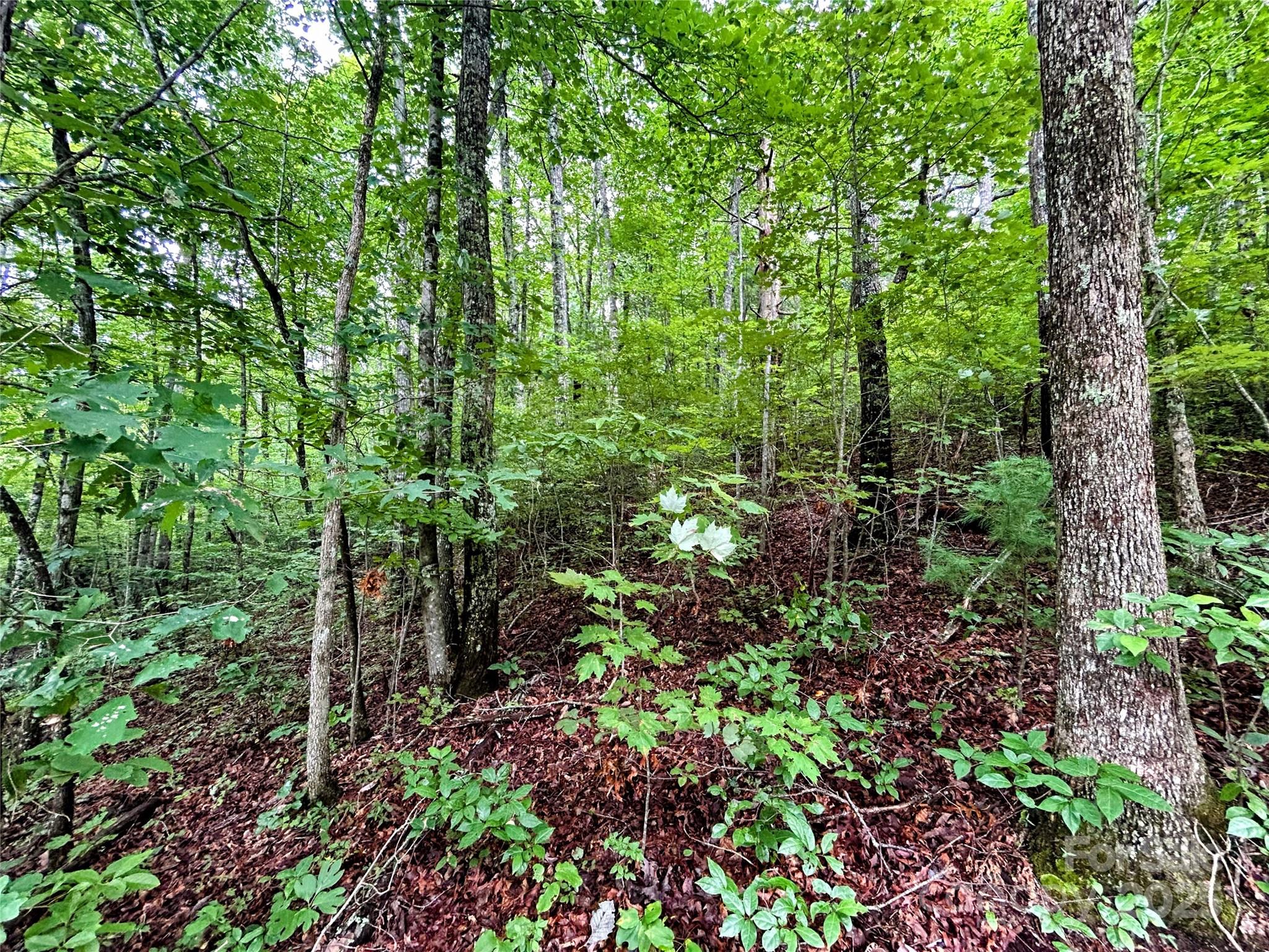 Little Warrior Mtn Estates - Land