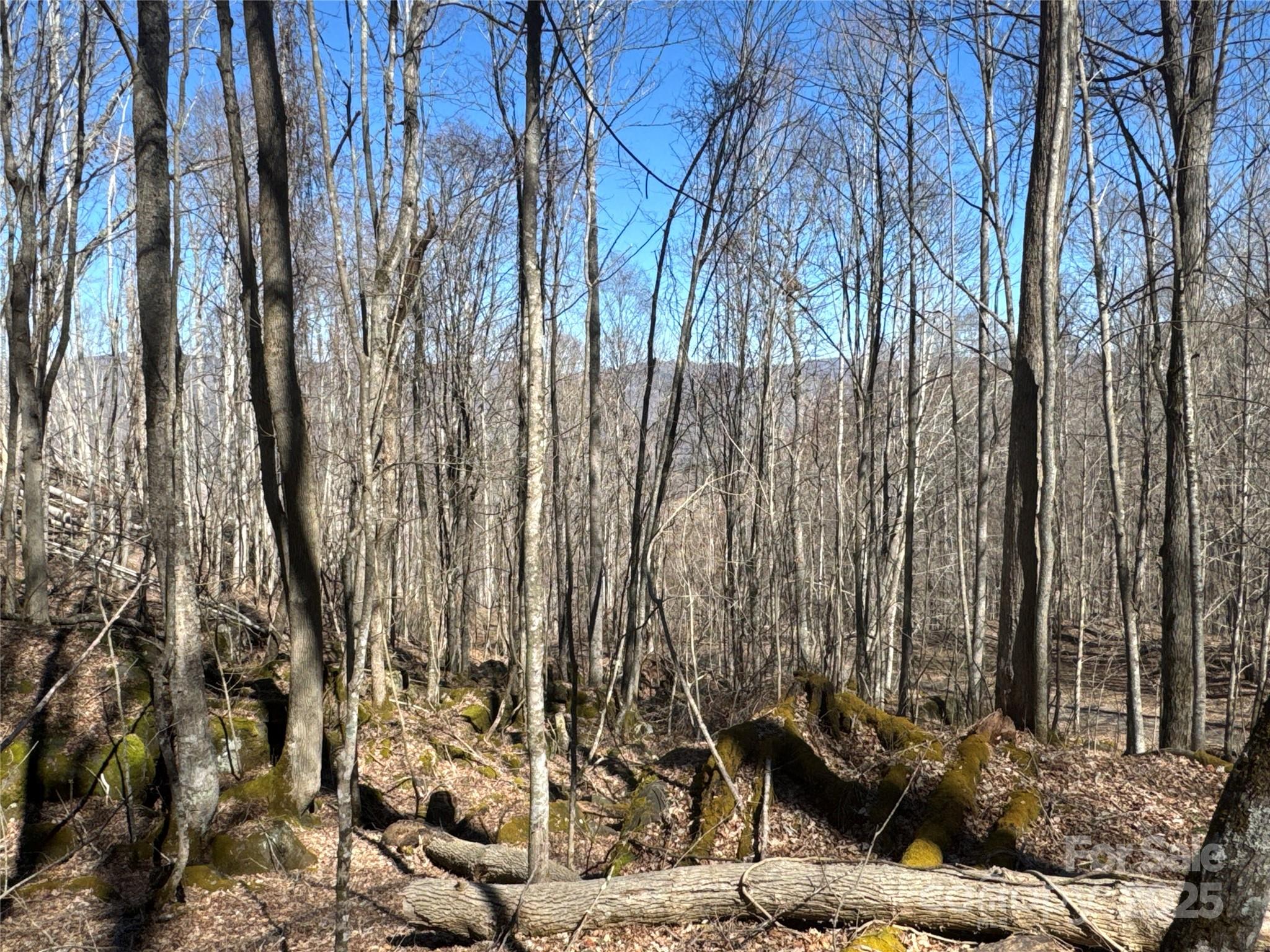 00 Beech Thicket Springs Road 40