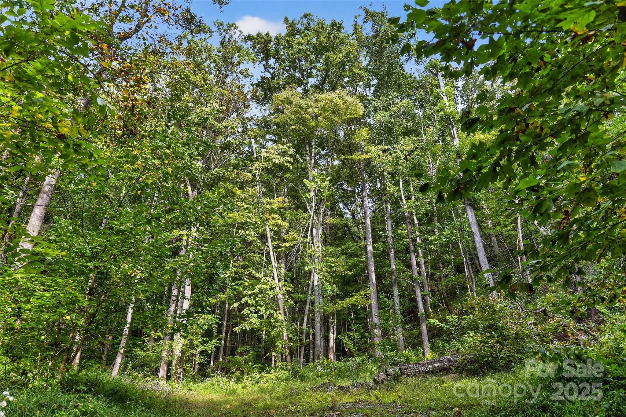 Linville Falls Mountain Club and Preserve - Land