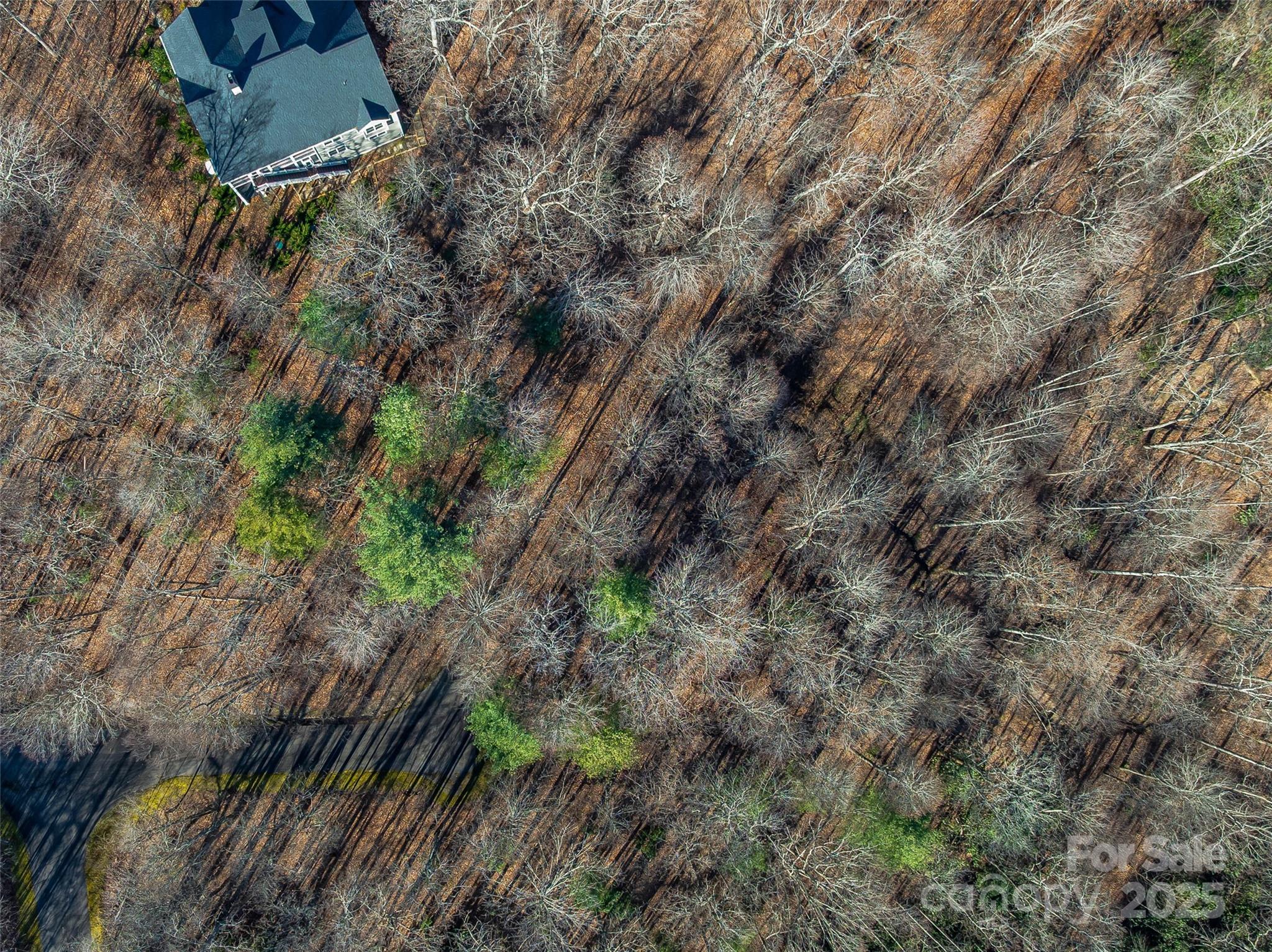 TBD Ladys Fern Trail 10