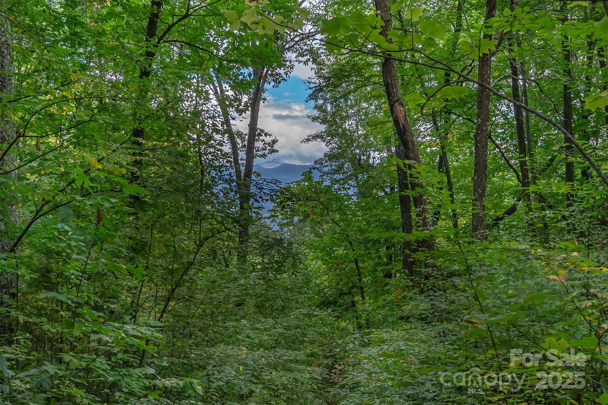 The Settings Of Black Mountain - Land