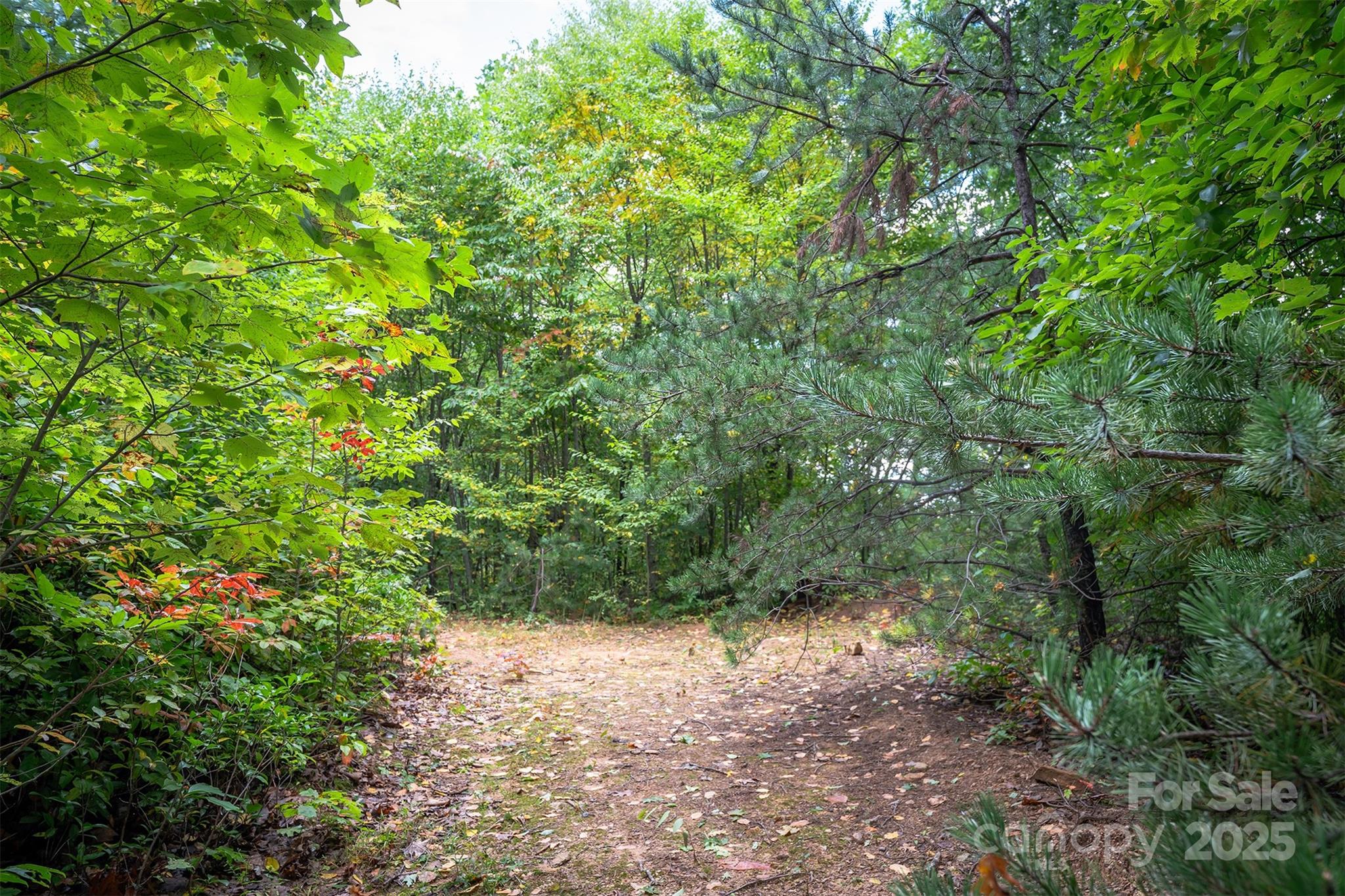 The Settings Of Black Mountain - Land