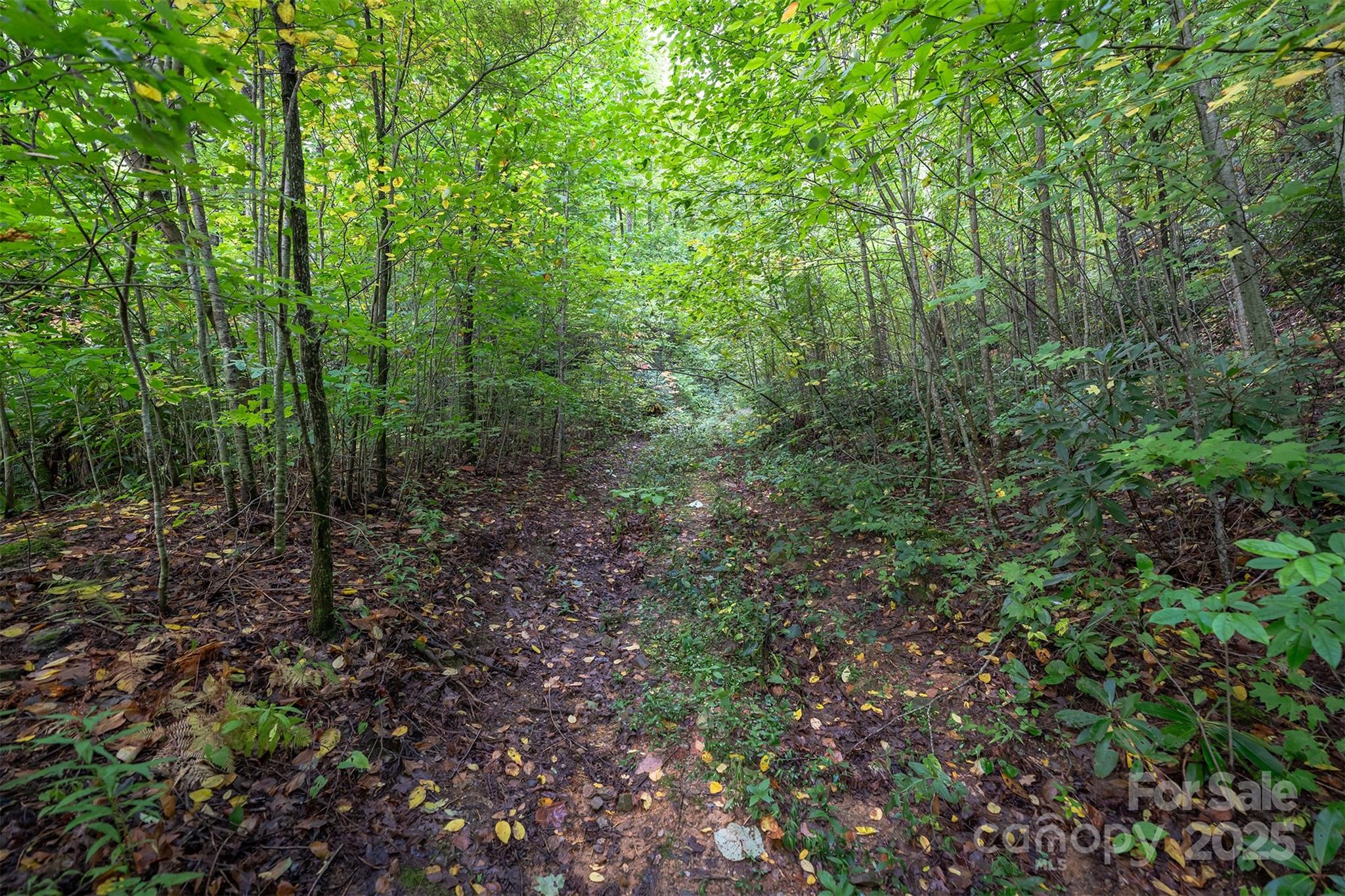 The Settings Of Black Mountain - Land