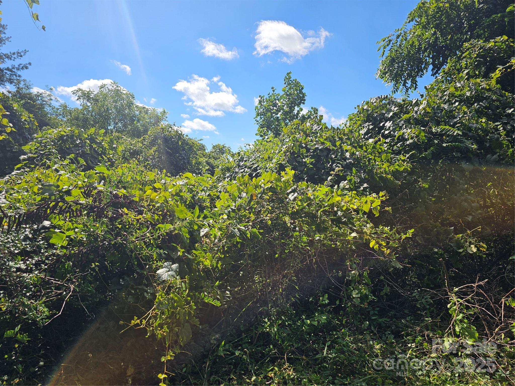 Crest Mountain - Land