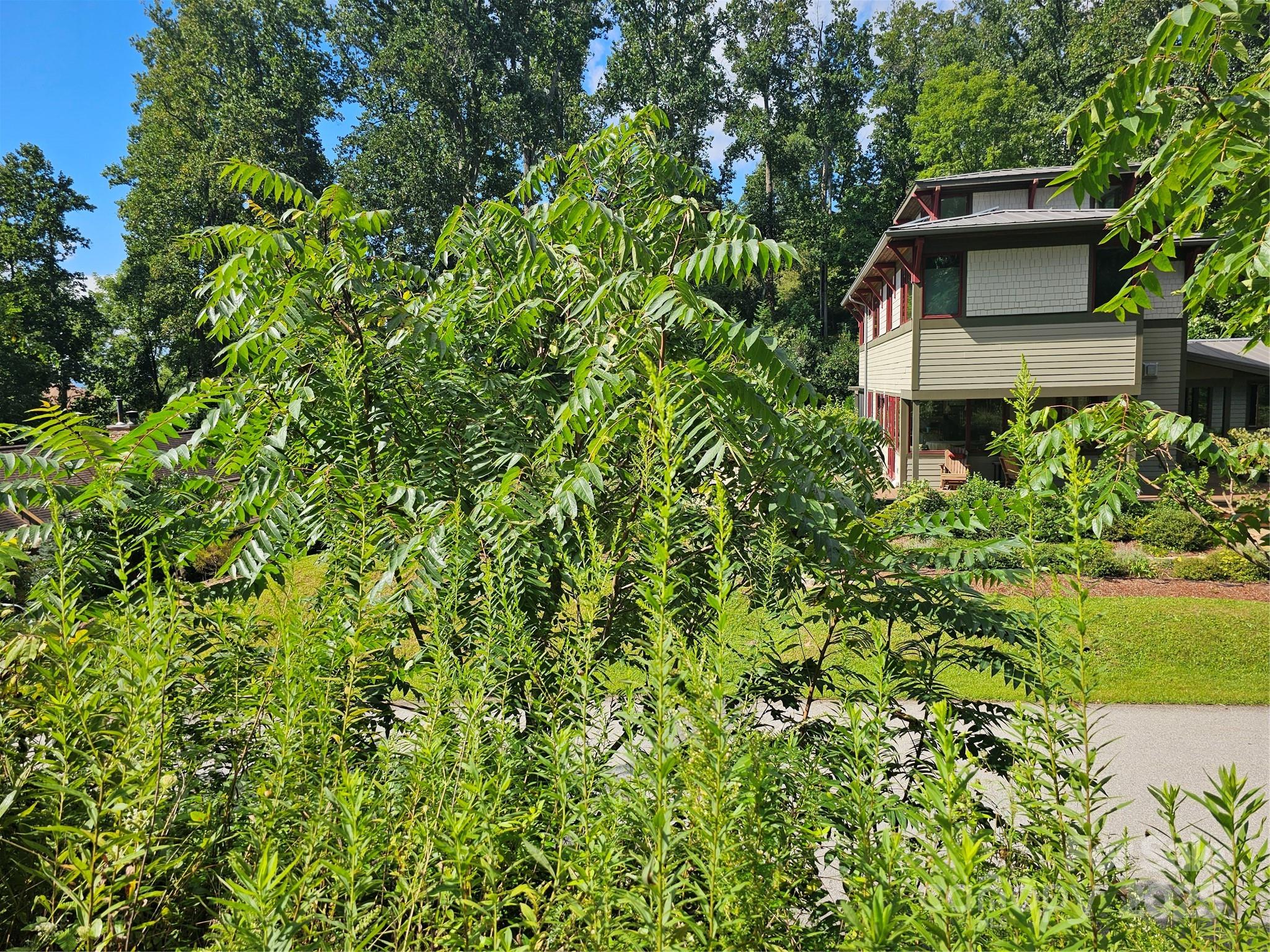 Crest Mountain - Land