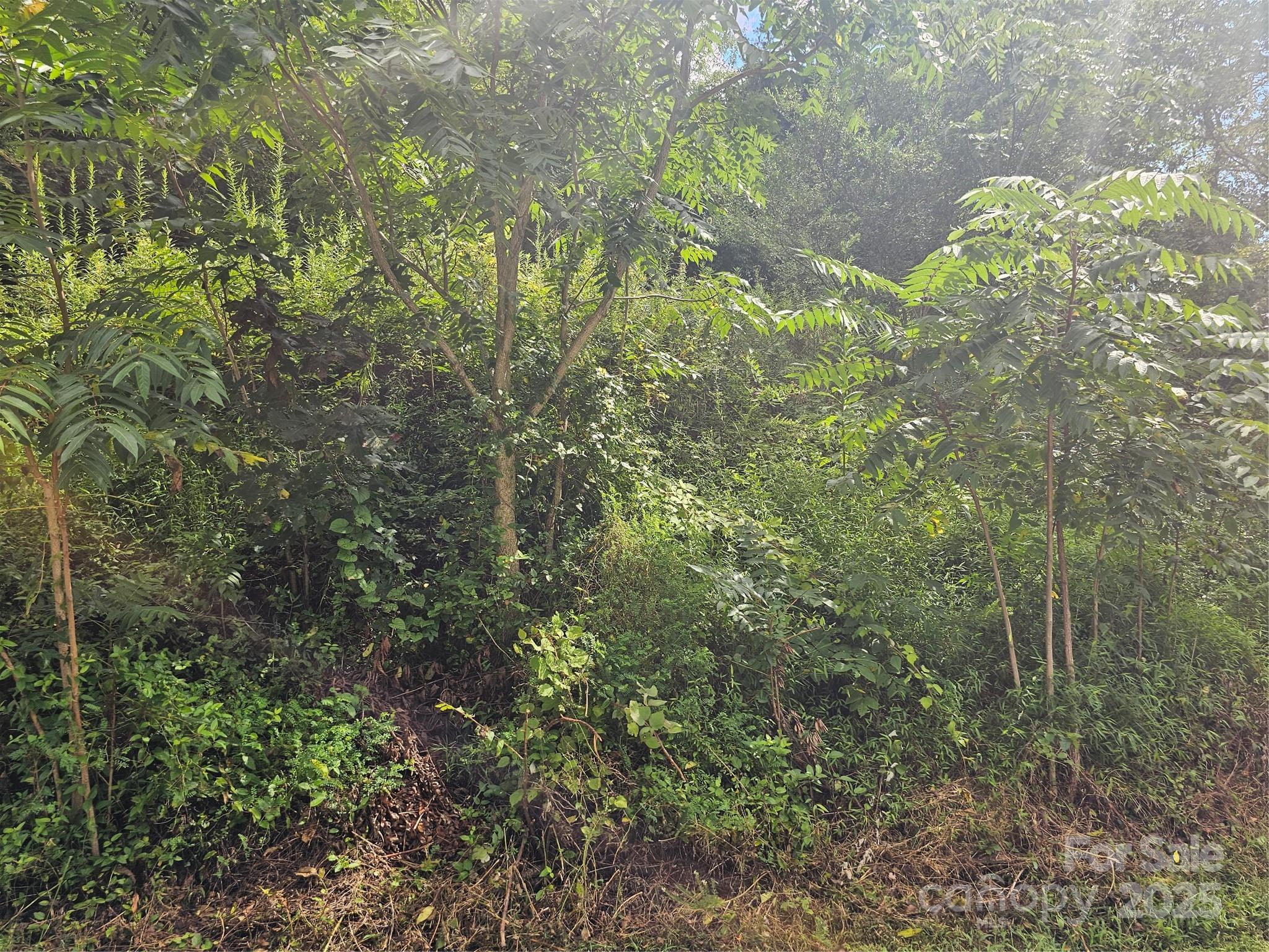 Crest Mountain - Land