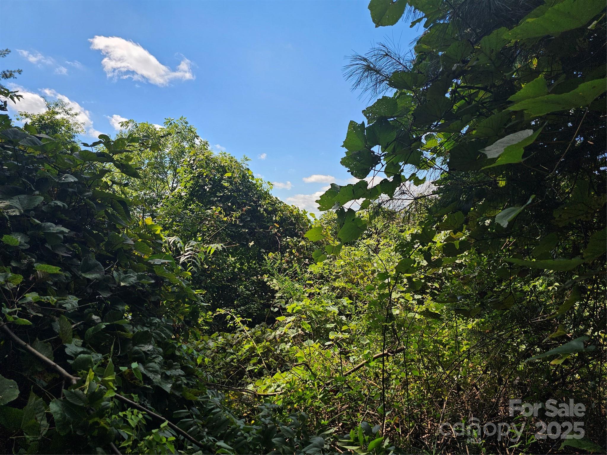 Crest Mountain - Land