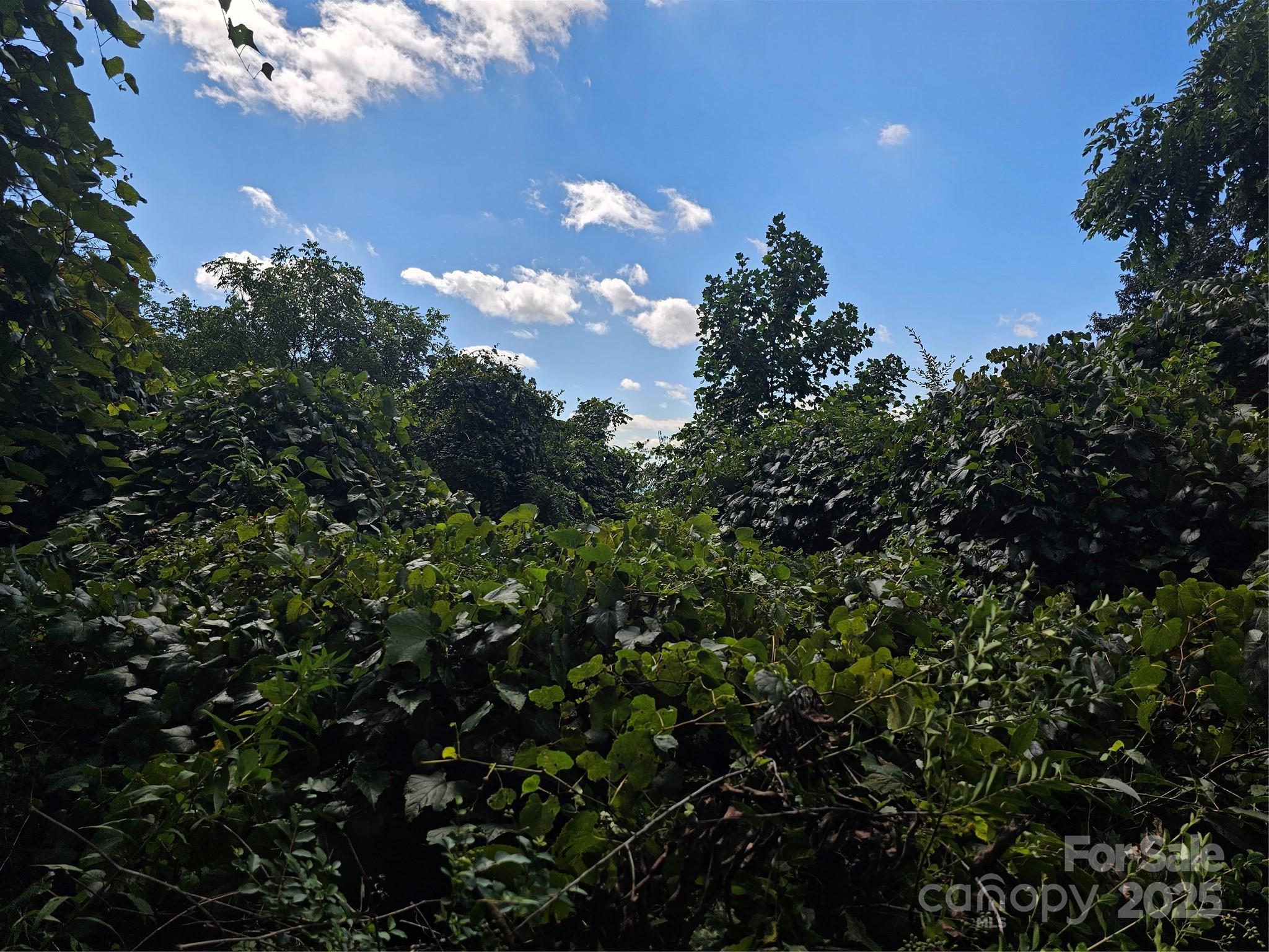 Crest Mountain - Land