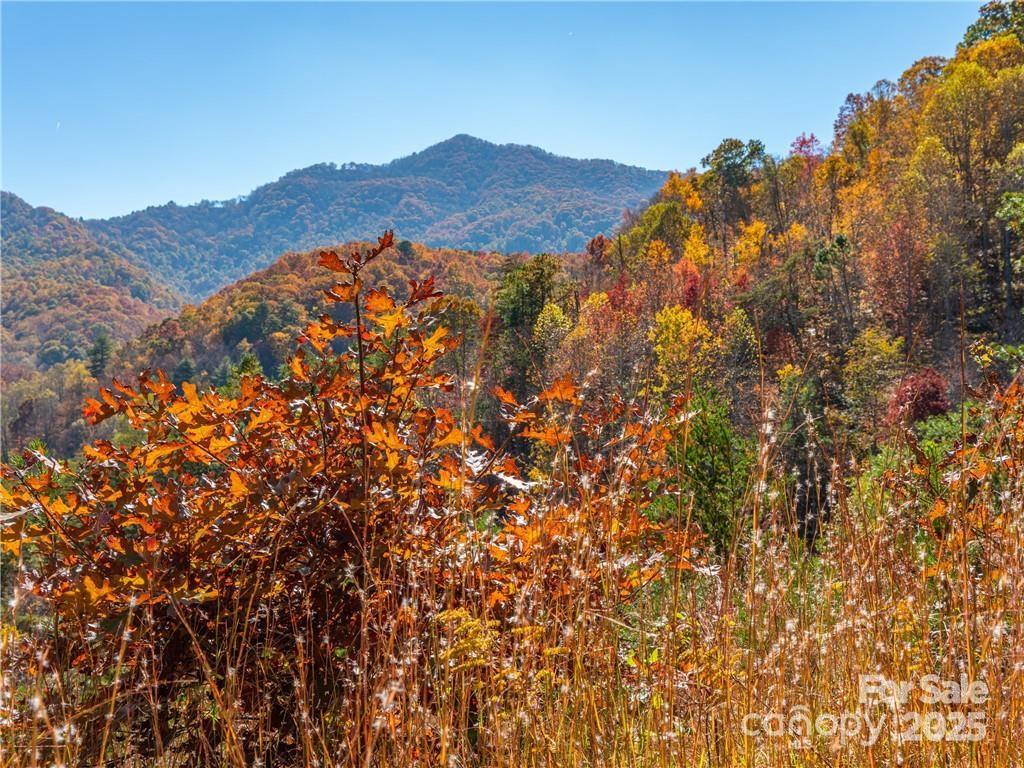 Wild Turkey Cove - Land