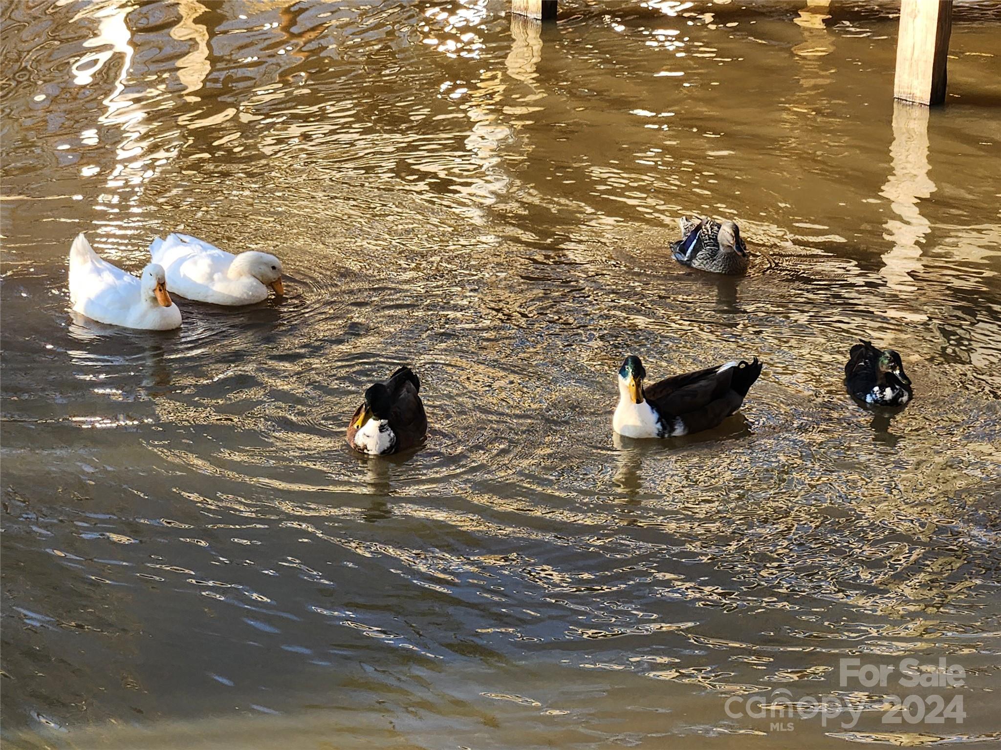 Isle of Pines - Residential