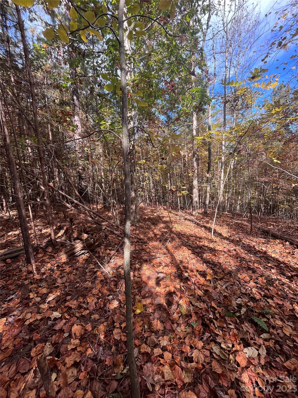 Clearwater Creek - Land