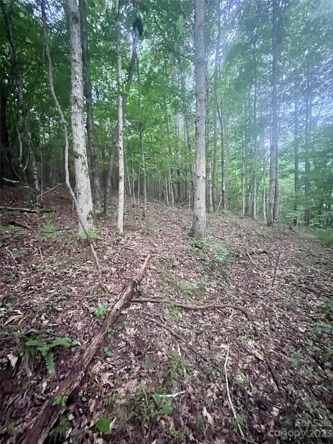 Clearwater Creek - Land