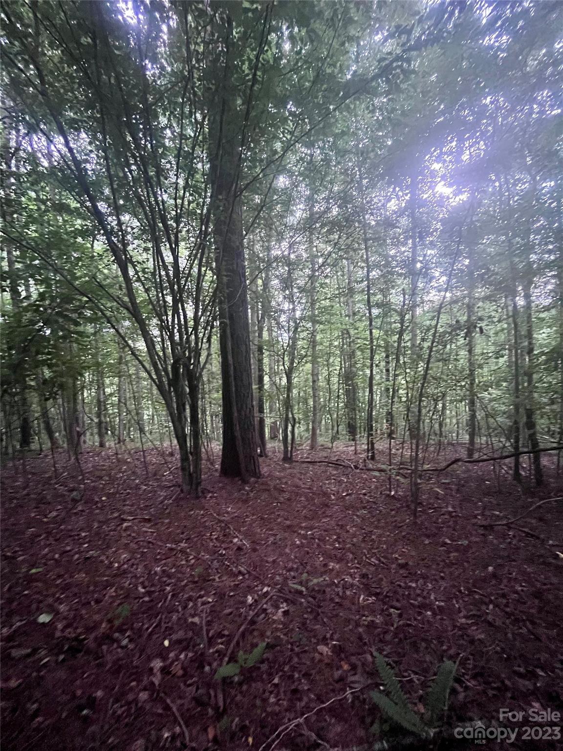 Clearwater Creek - Land