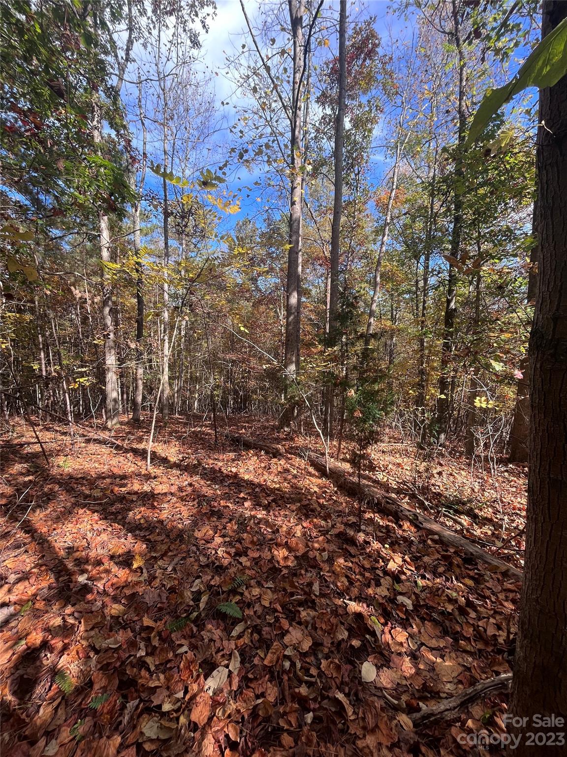 Clearwater Creek - Land