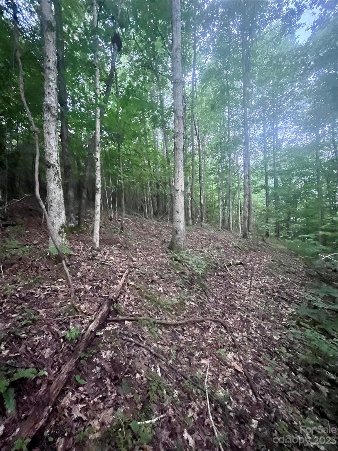 Clearwater Creek - Land