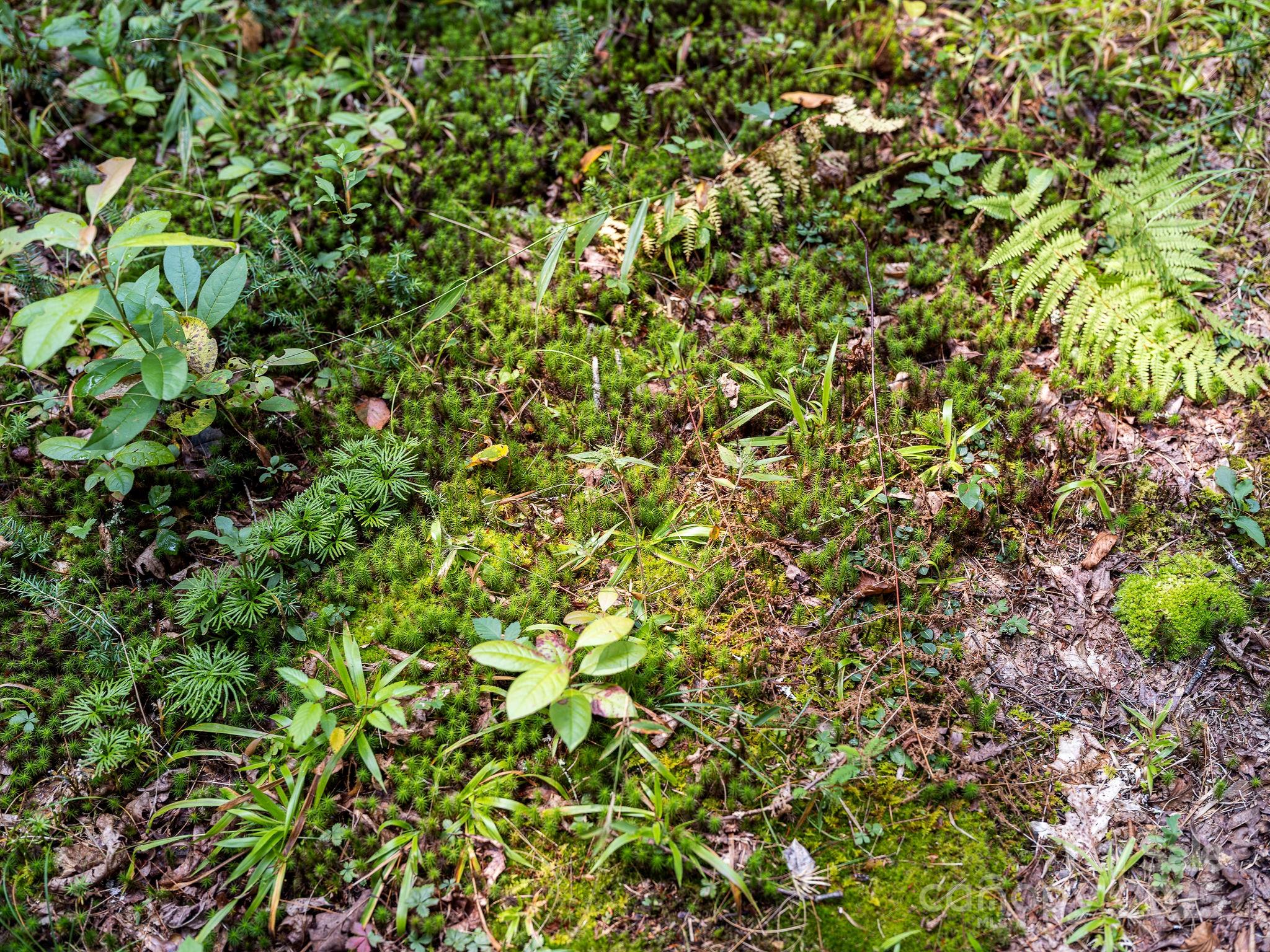 Laurel River Crossing - Land