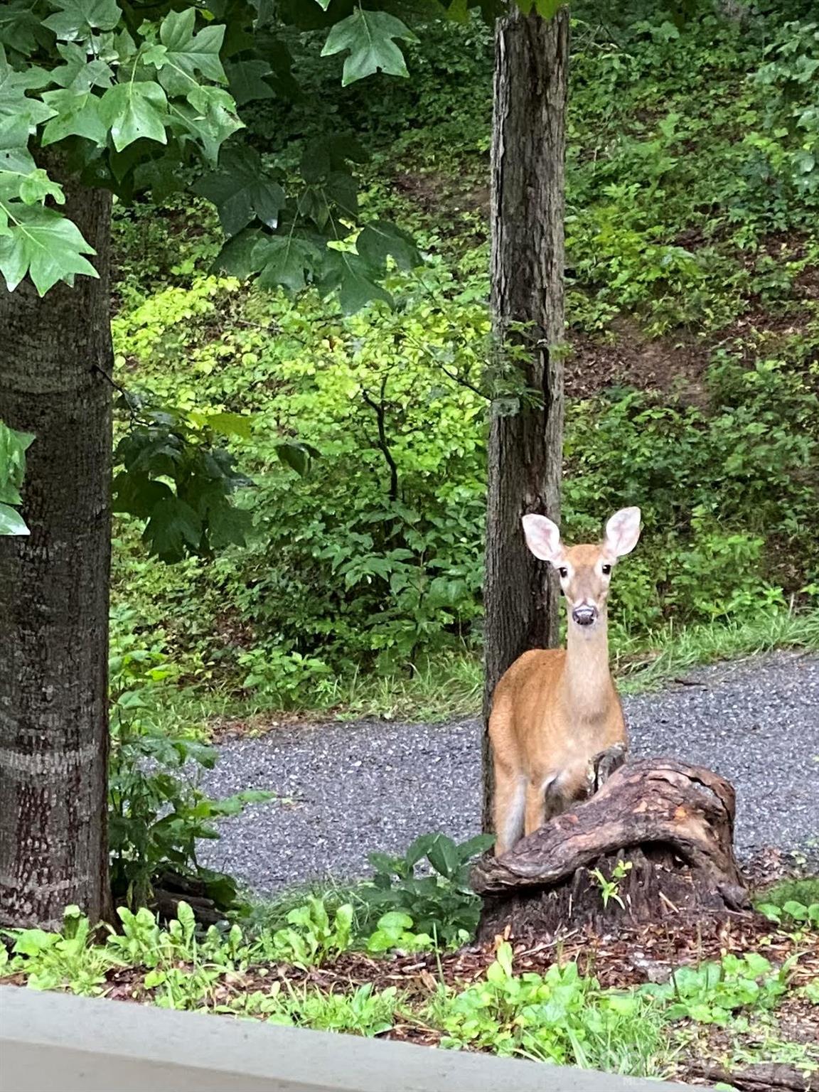 Paradise Acres - Residential