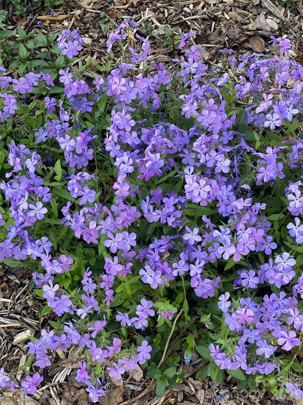 Paradise Acres - Residential