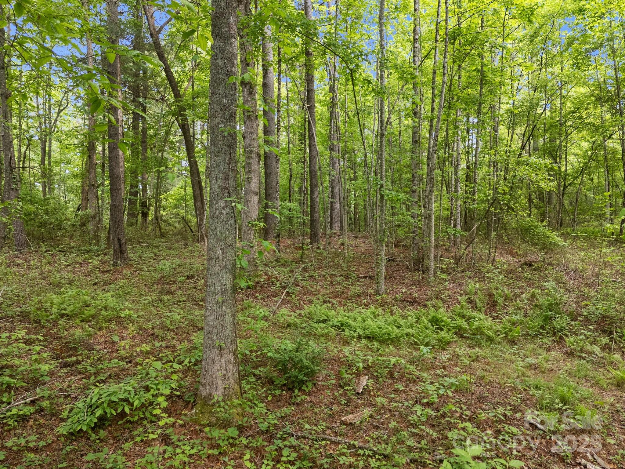 King Creek Preserve - Land