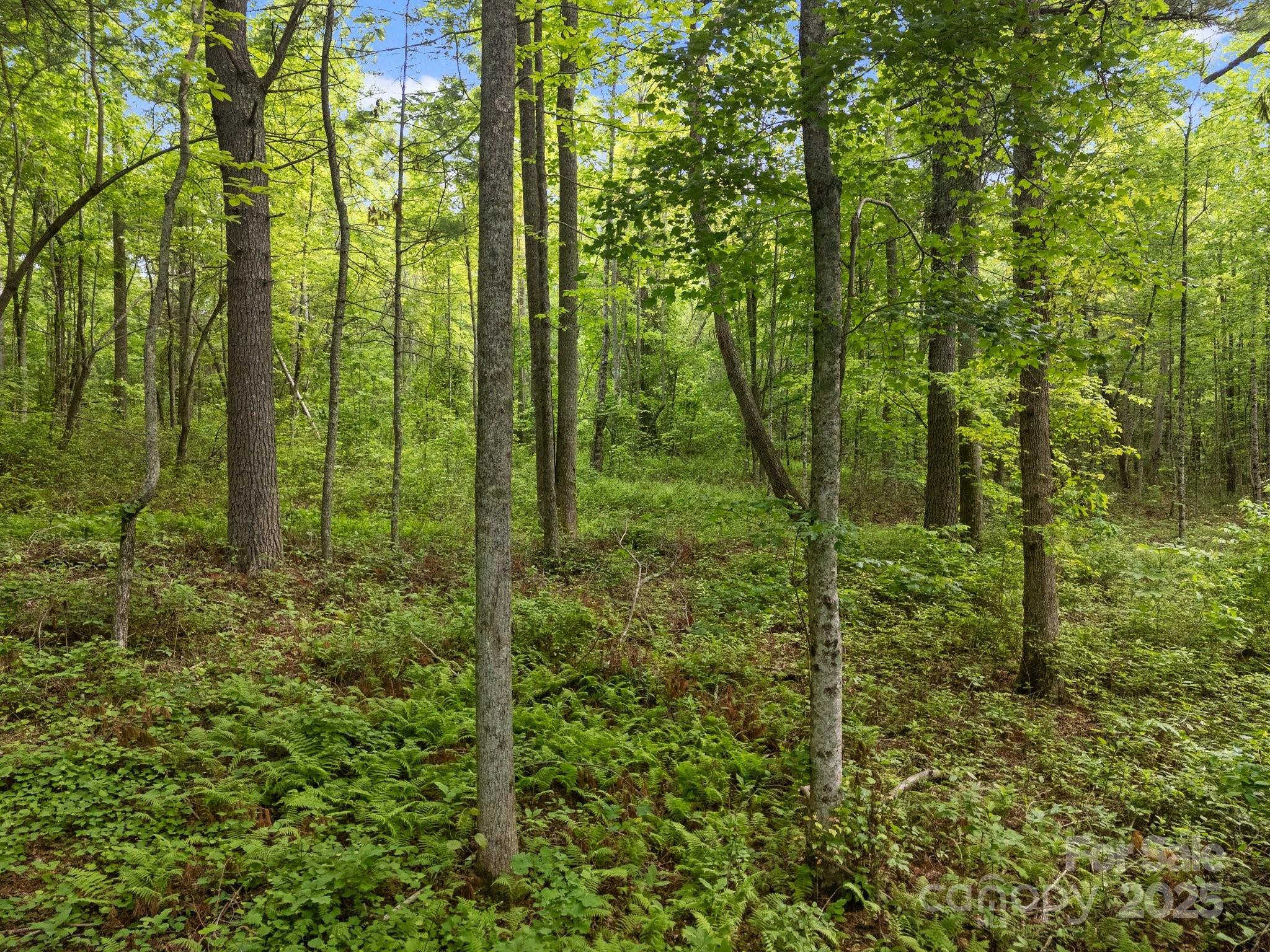 King Creek Preserve - Land