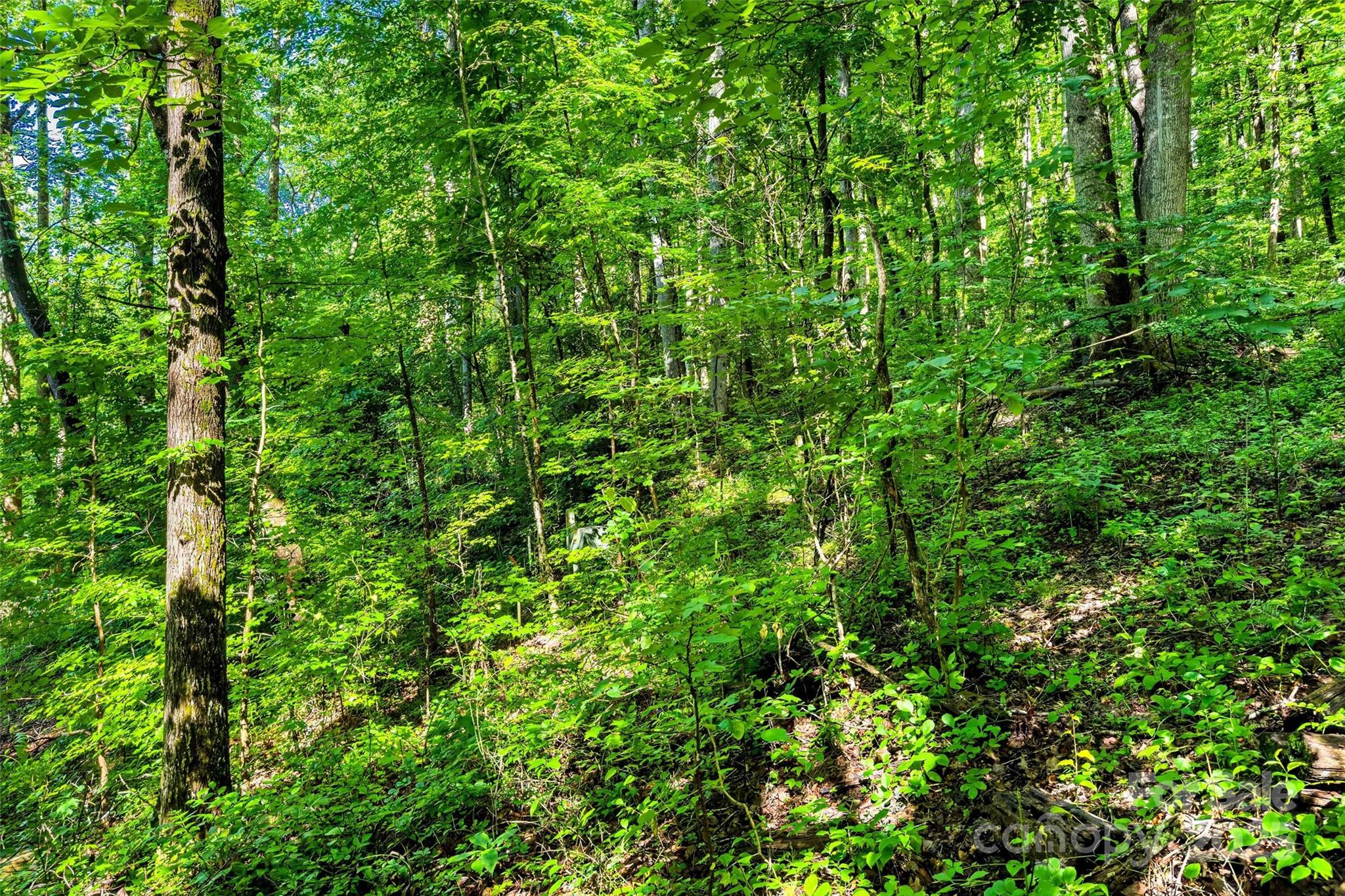 Linville Falls Mountain Club and Preserve - Land